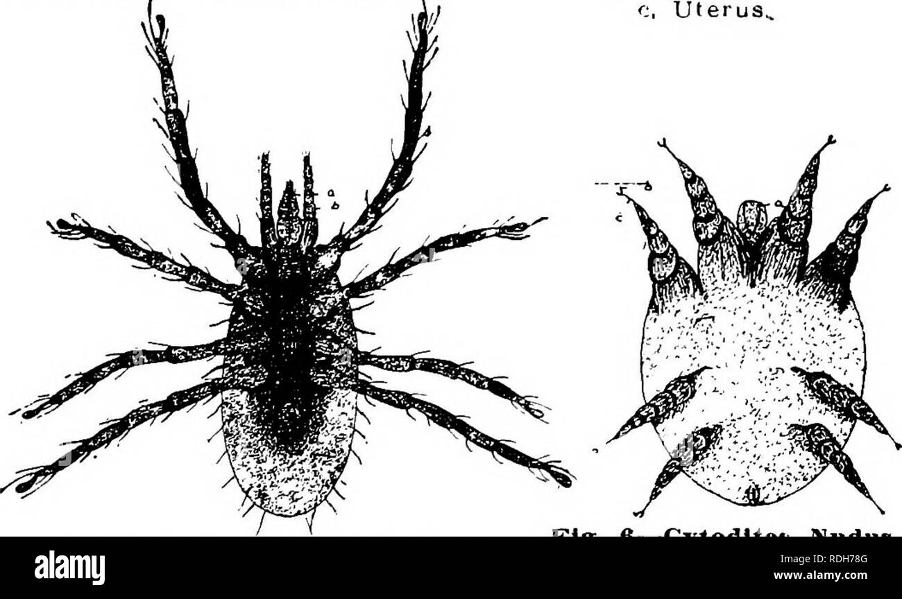 . Tierische Parasiten und parasitäre Krankheiten. Heimische Tiere, Veterinärmedizin. Abb. 4 - Trumbldlum Holoserl - oliim. a. Piercing Kiefer. h. Palpen. 0. Gebärmutter.,. Abb. 5-dermanyssus Galliaae. a, Rostrum. b. Palpus. Abb. 6 - Cylodlte* (. a. Tribüne b. Ambulacrum Cv Pedicle zu samtf -. Bitte beachten Sie, dass diese Bilder sind von der gescannten Seite Bilder, die digital für die Lesbarkeit verbessert haben mögen - Färbung und Aussehen dieser Abbildungen können nicht perfekt dem Original ähneln. extrahiert. Benjamin Kaupp, Franklyn, 1874 -. Chicago: A. Eger Stockfoto