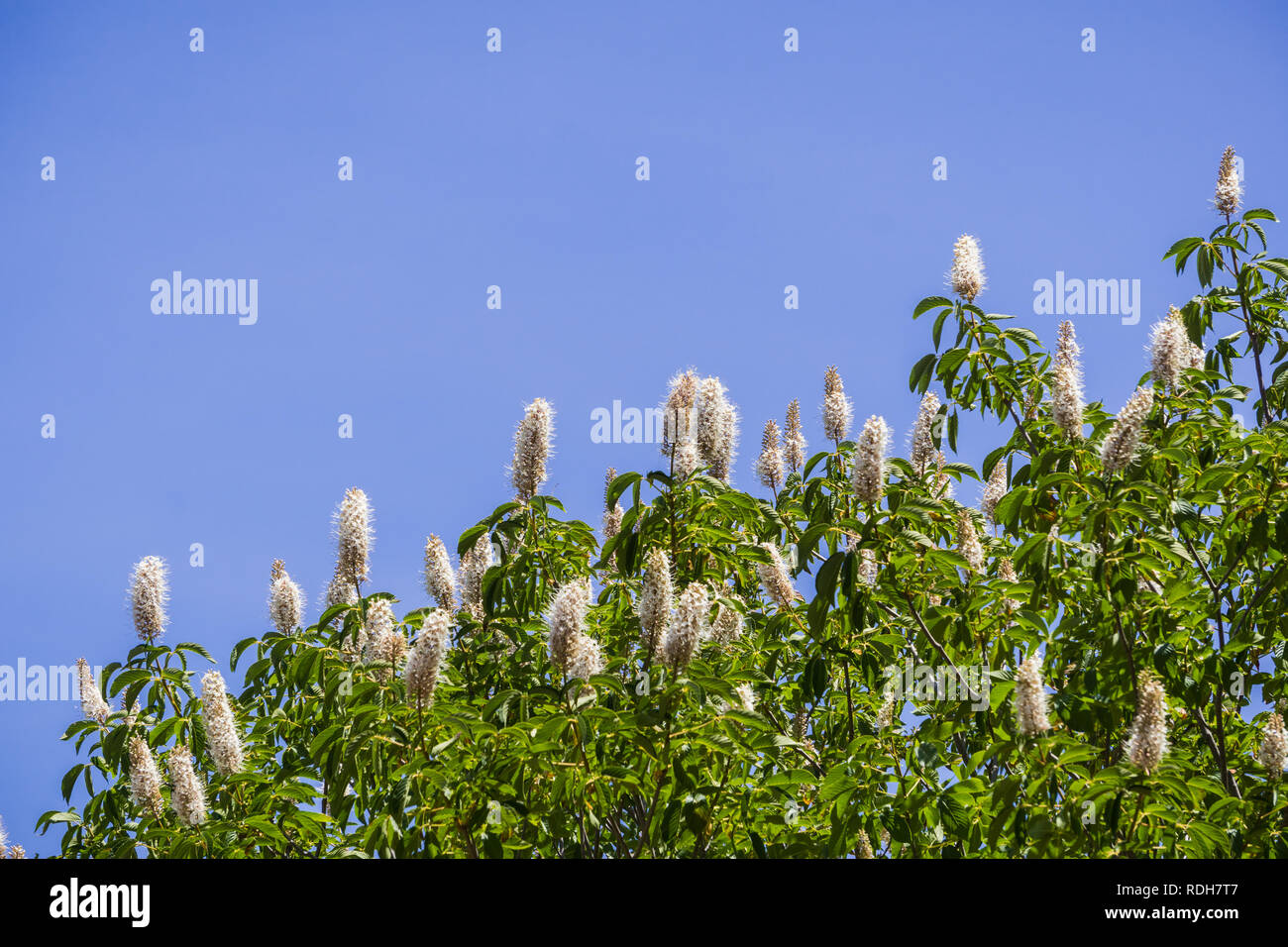 Blumen Kalifornien Roßkastanie (Aesculus californica) Stockfoto