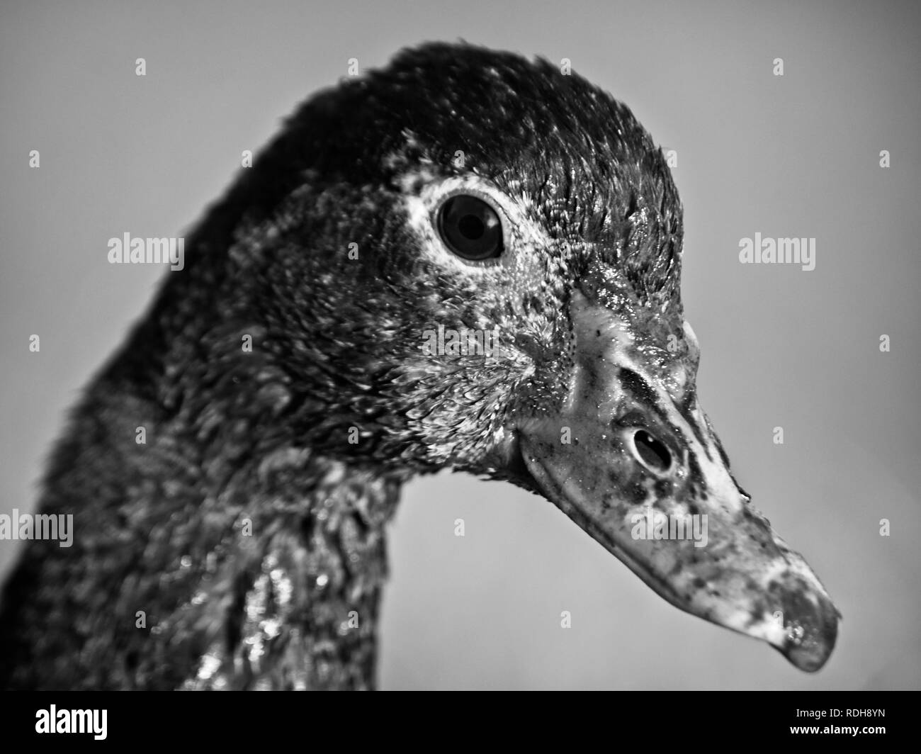 Feder TX USA - 03/06/2018 - junge Femail Ente in B&W Stockfoto