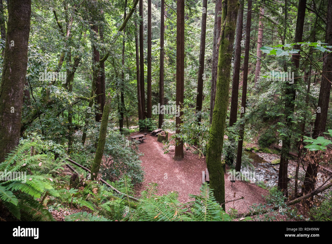 Picknickplatz in einem Redwood Bäumen (Sequoia sempervirens) Wald, Kalifornien Stockfoto