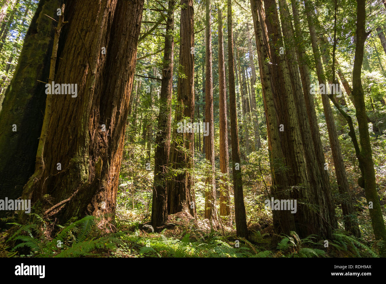 Redwood Bäumen (Sequoia sempervirens) Wald, Kalifornien Stockfoto