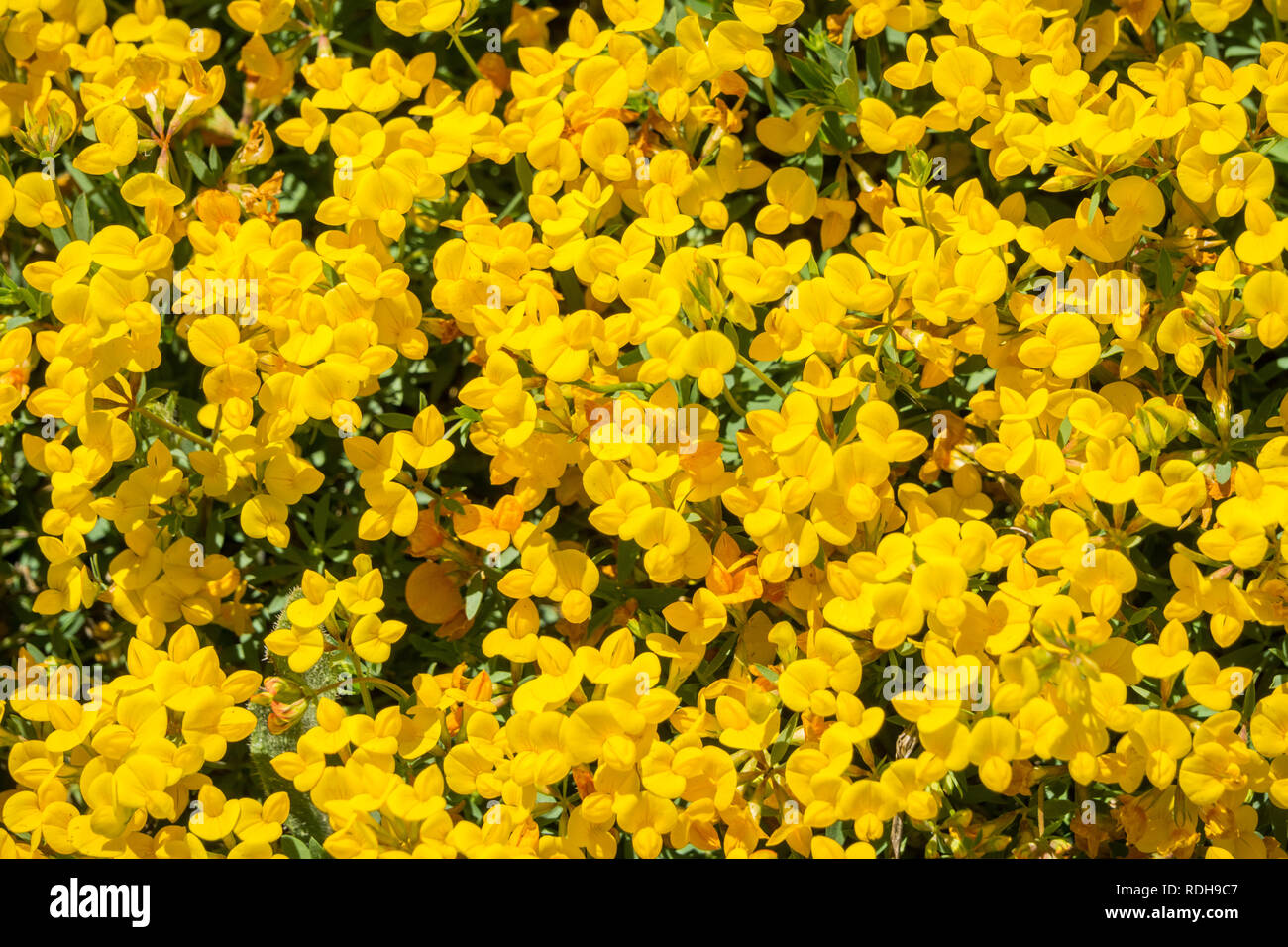 Strigose Lotus (Acmispon strigosus) Wildblumen, San Francisco Bay Area, Kalifornien Stockfoto