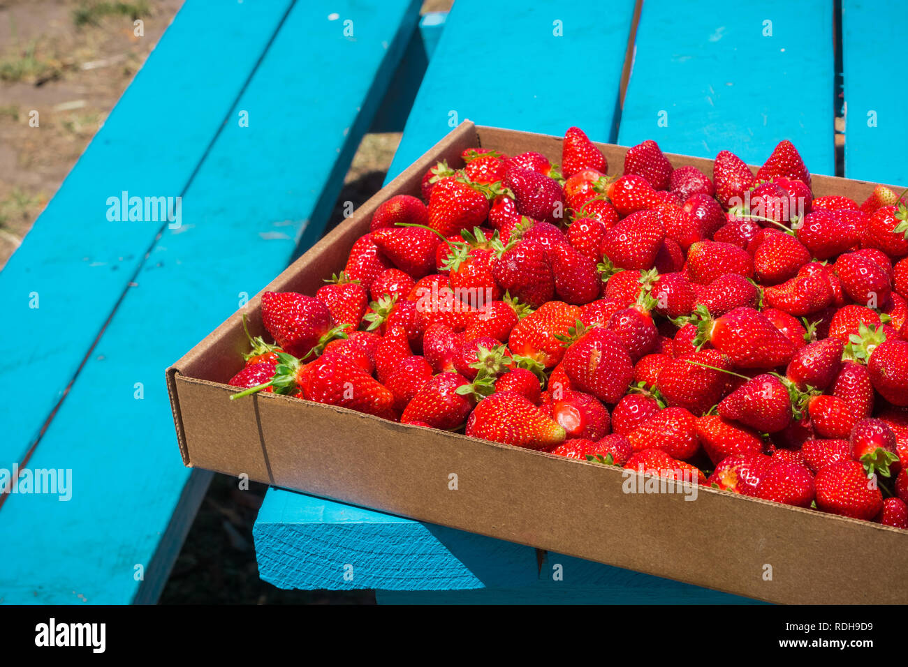 Frisch Bio Erdbeeren auf einem Picknicktisch abgeholt, Kalifornien Stockfoto