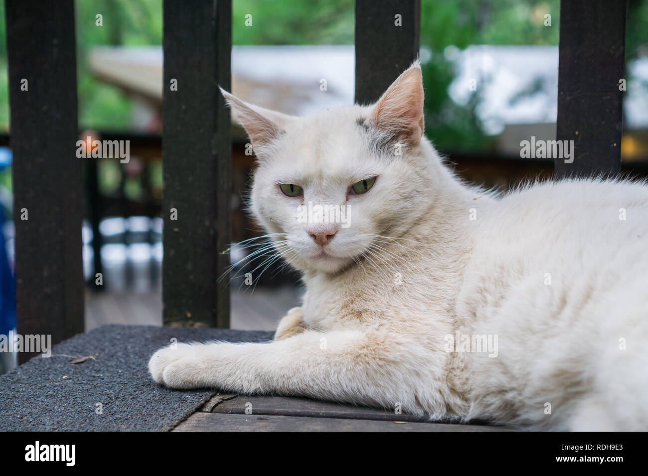 Porträt einer weißen Katze ruht auf einem Holzdeck Stockfoto