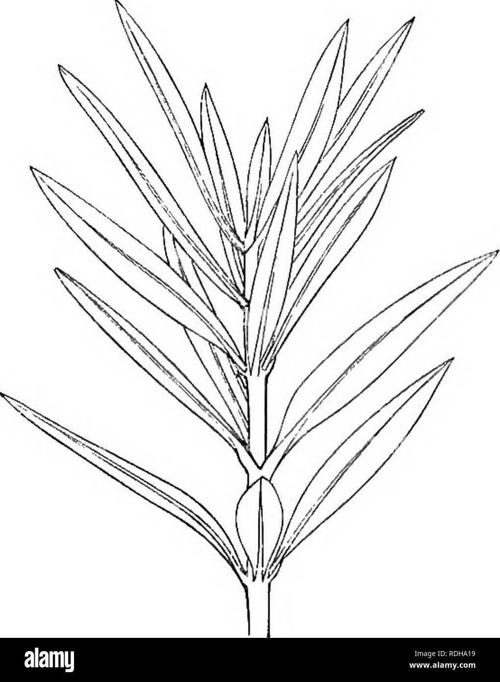. Eine elementare Lehrbuch der Botanik, für die Verwendung von japanischen Studenten. Botanik. Winklige Abweichung. Fio 42. 39. Schwein. 42. Der J £ yochifcuto (Nerium odorum), mit, verticillate verlässt. Verschiedene Arten der Anordnung der Blätter sind vertreten - in der folgenden Tabelle ed. Anordnung der Blätter verteilt abwechseln. Fascicled. D, (Gegenüber. IPolymerous j Vertici] spät eckig Divergenz der Blätter. Der seitliche Abstand zwischen den Basen zweier benachbarter Blätter ist der kantige Divergenz genannt, und es ist in Sekundenbruchteilen ausgedrückt. In unter- schiedlichen Individuen derselben Spezies von Pflanzen Die Stockfoto