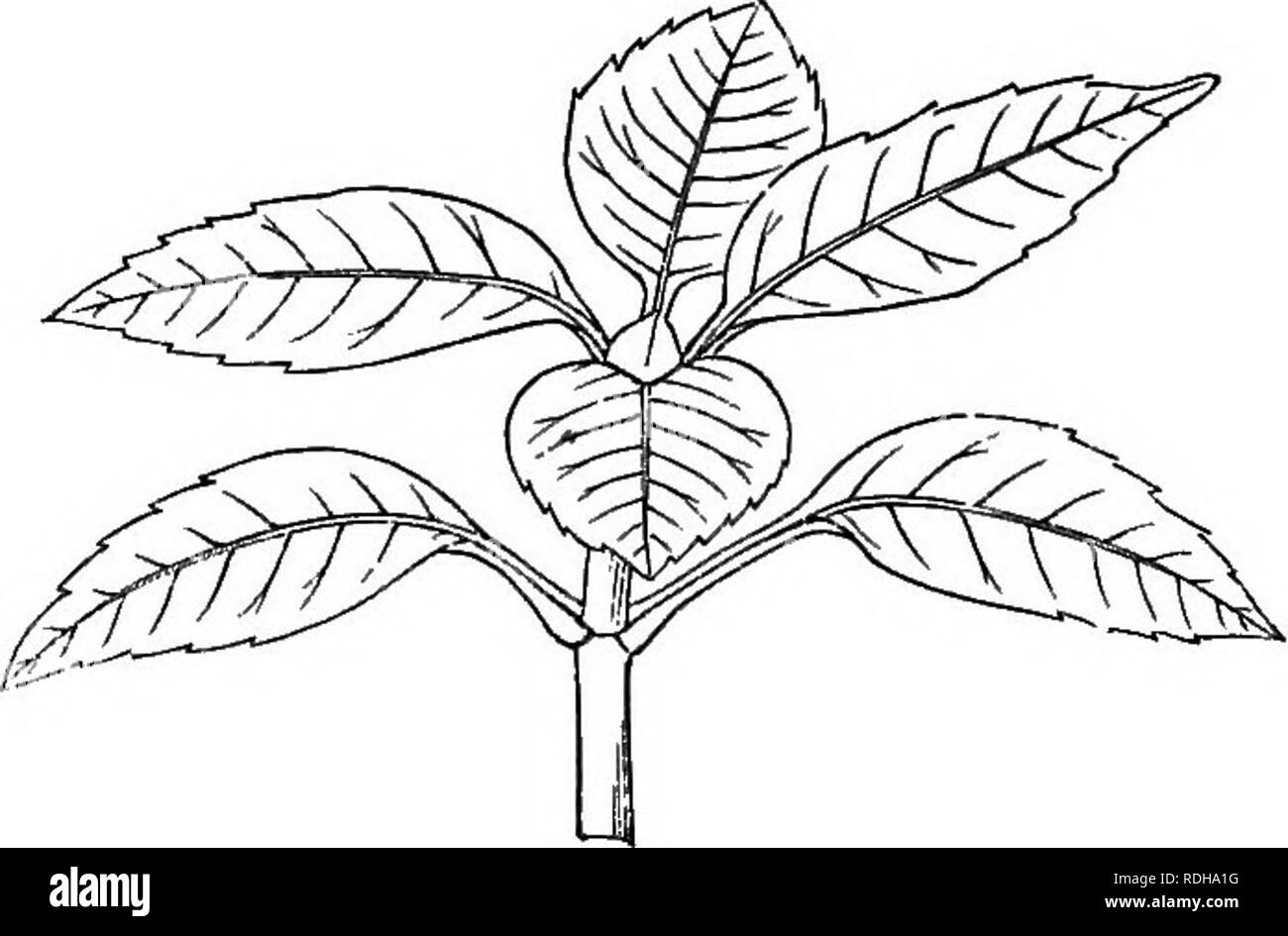 . Eine elementare Lehrbuch der Botanik, für die Verwendung von japanischen Studenten. Botanik. 38 MORPHOLOGISCHEN BOTANIK. Zweig der Internodien nicht verlängern, so dass alle Blätter der Branche eng zusammen gebracht werden, wie in der akamatsu (Abb. 32) und Megi (Berberis Thuribergii] (Abb. 40). Die Blätter der Ehemaligen, Anordnung werden als Alternative zu werden, und die der letzteren Fascicled oder Spuri- Verticillate. "(Alternative. Verstreute Blätter | Fasoicled. Außerdem gibt es zwei Sorten unter polymerous Blätter: in einem Fall zwei Blätter sind an einem Knoten auf den gegenüberliegenden Seiten der Stammzellen hergestellt, wie in Stockfoto