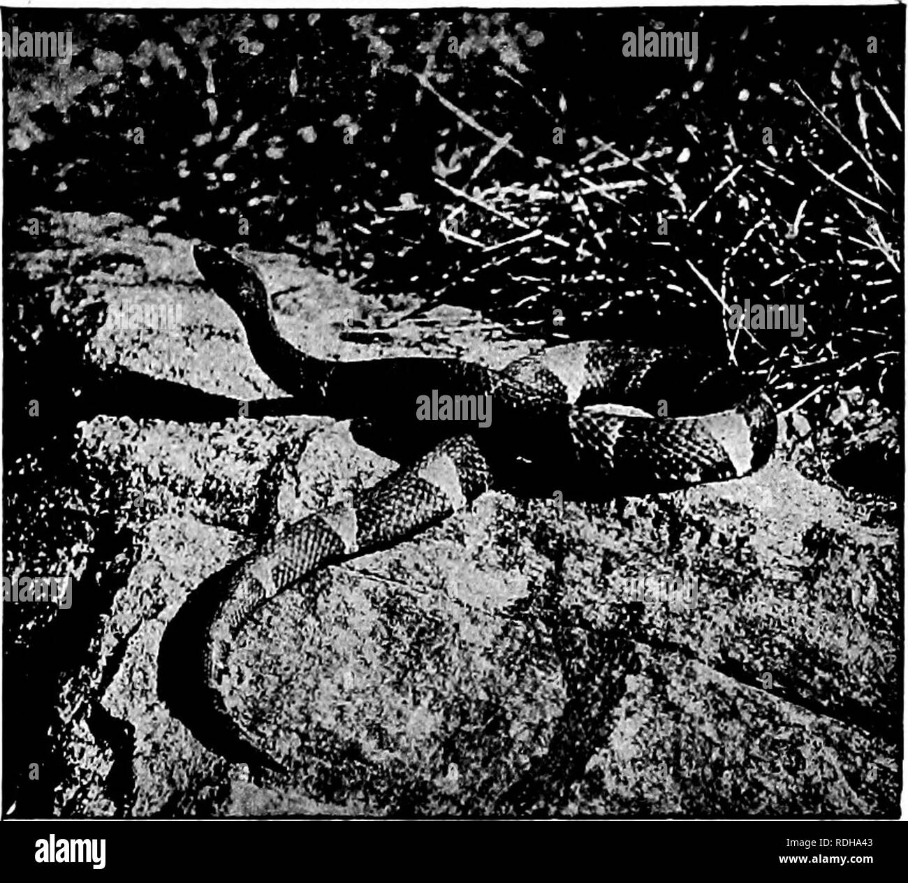 . Beliebte amtliche Führer zu den New York Zoological Park. Zoos; Zootiere. Neue VOIIK Zoological Park.. COPPEEHEAD SNA^E, giftige Reptilien.- Aufgrund der Anzahl der Arten von Klapperschlangen, die Einreichung in den Vereinigten Staaten gefunden haben, und die Mühe, die Sie in einigen Gemeinden verursacht haben, sind wir speziell in allen Schlangen die Gefahr - ous an Menschen interessiert. Die nachstehend genannten Arten die tödliche Gattungen, die zivilisierte Mensch hat die meisten befürchten darstellen. Die Klapperschlange Diamond-Back, {Crotalus adamanteus), ist zu schön, zu protzig, und zu groß, um als die beste durchschnittliche Art ausgewählt werden Stockfoto