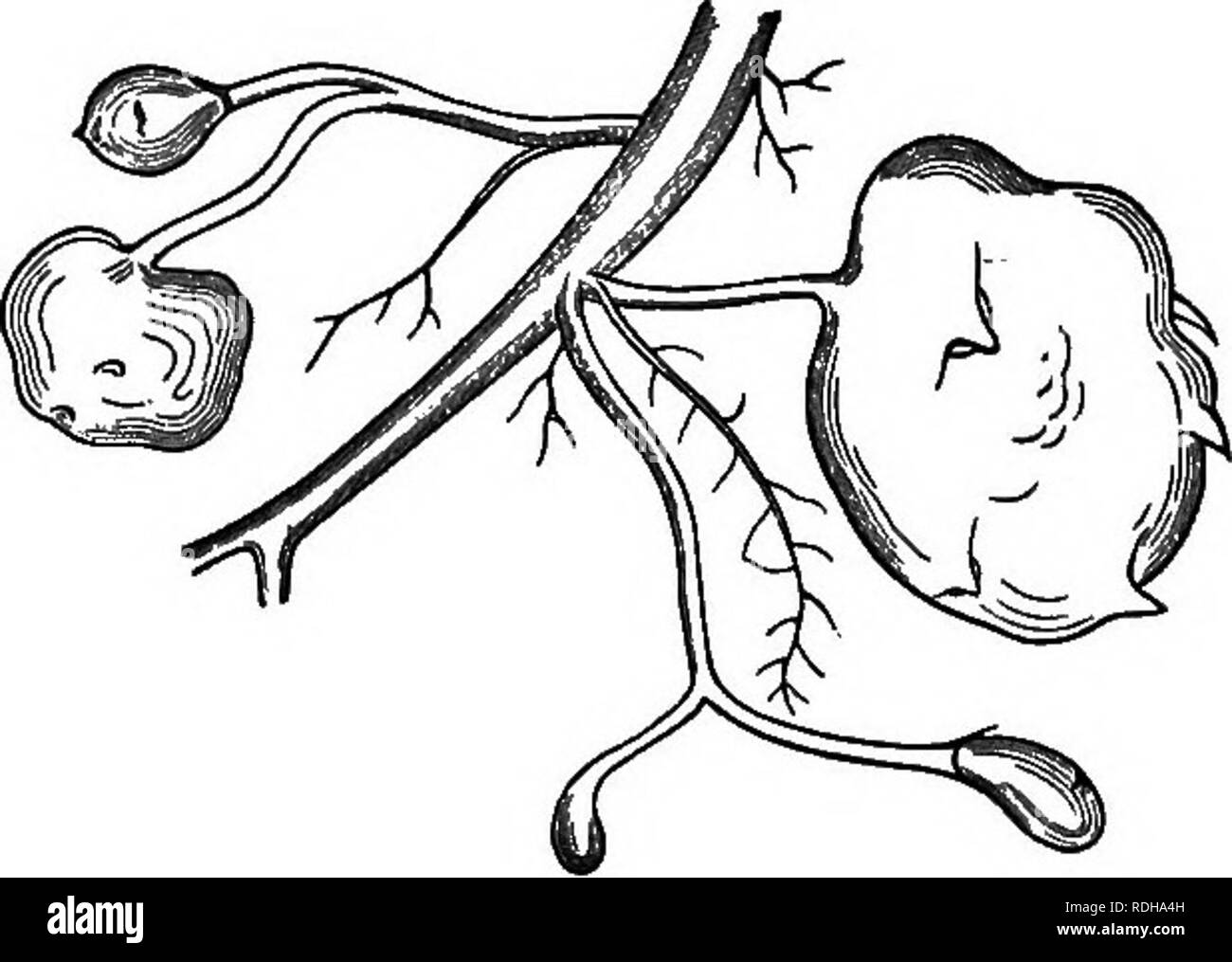 . Eine elementare Lehrbuch der Botanik, für die Verwendung von japanischen Studenten. Botanik. PlQ. 13.-- Lampe der Satoirno (Golocasia antiquorum) mit Membranöse verlässt. Schwein. 14.. Abb. 14.- Knollen der Jagataraimo (Solanum tuberosum) mit winzigen unterirdischen verlässt. taraimo (Solanum tuberosum) (Schwein. 14) und Kikuimo (Helianthus tuberosus). Diejenigen, die lange aufgerufen werden, sind. Bitte beachten Sie, dass diese Bilder sind von der gescannten Seite Bilder, die digital für die Lesbarkeit verbessert haben mögen - Färbung und Aussehen dieser Abbildungen können nicht perfekt dem Original ähneln. extrahiert. Saida, Ko?Taro?, Stockfoto