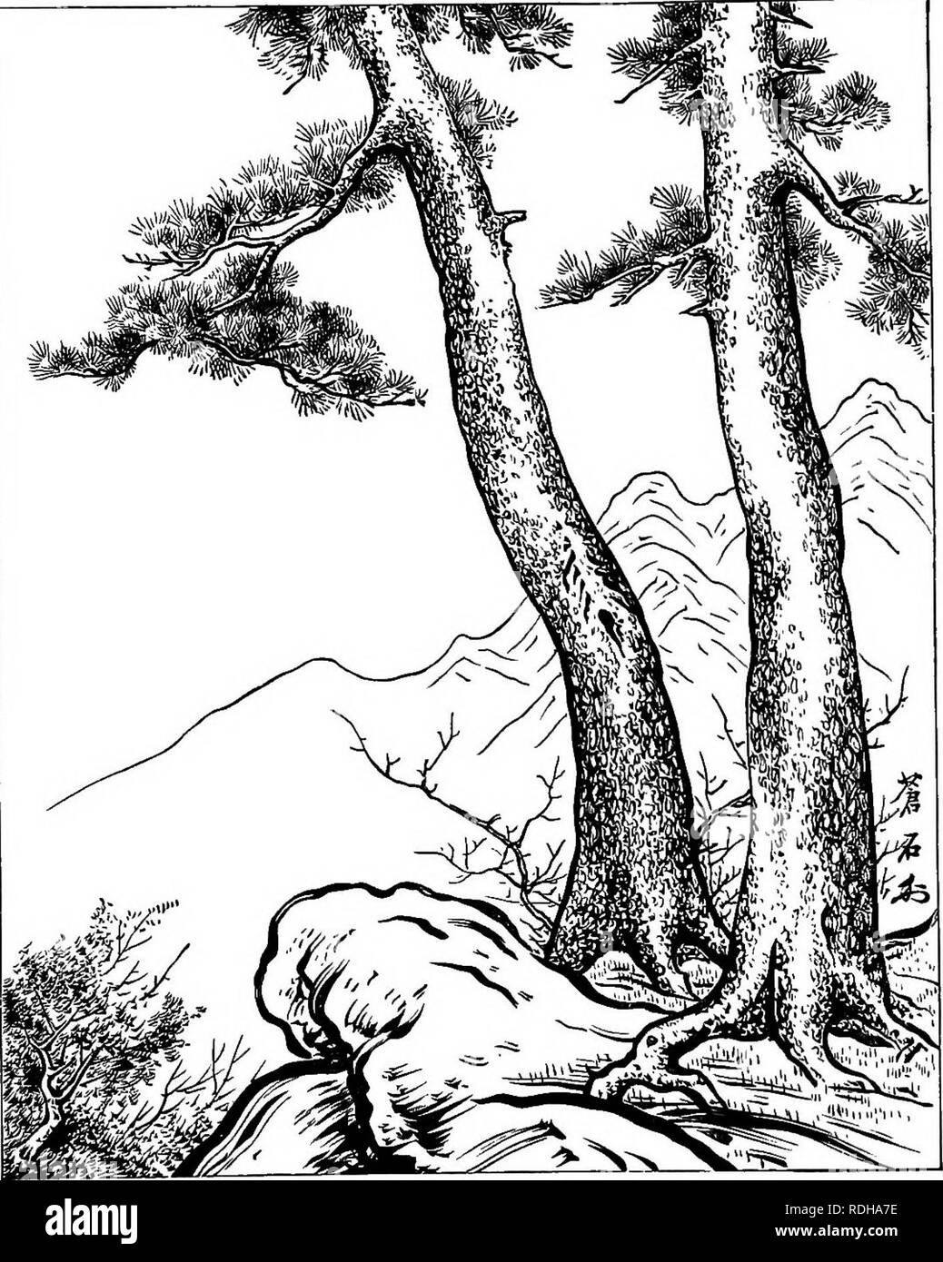 . Eine elementare Lehrbuch der Botanik, für die Verwendung von japanischen Studenten. Botanik. Schwein. 1.- akamatsu (Pinus densiflora).. Bitte beachten Sie, dass diese Bilder sind von der gescannten Seite Bilder, die digital für die Lesbarkeit verbessert haben mögen - Färbung und Aussehen dieser Abbildungen können nicht perfekt dem Original ähneln. extrahiert. Saida, Ko?Taro?, 1860-1924; Tokahashi, Akiomi, gemeinsamen Thema. Tokio Stockfoto