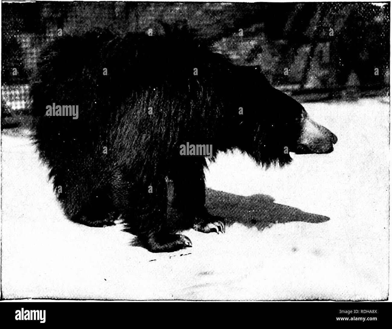 . Beliebte amtliche Führer zu den New York Zoological Park. Zoos; Zootiere. 112 beliebte OFFICIAL GUIDE.. Lange - LIPPIG FAULTIERE, der waschbär Baum. Die Waschbären' Baum. - Eine permanente Installation für RAC-coons hat in der Nähe des südlichen Ende des Bären Dens, wo die Insassen in der Nähe ihrer Verwandten plantigrade wird etabliert. Am Fuß der Treppe, die von der rockigen Stein, eine Zeder - Baum, 40 Fuß in der Höhe, wurde durch einen elliptischen Eisenzaun mit einem Blech- Überhang, der nicht durch irgendwelche Procyon verhandelbar eingeschlossen. Innerhalb des Zaunes ist ein trockener Hof, ein Pool von Wasser Stockfoto