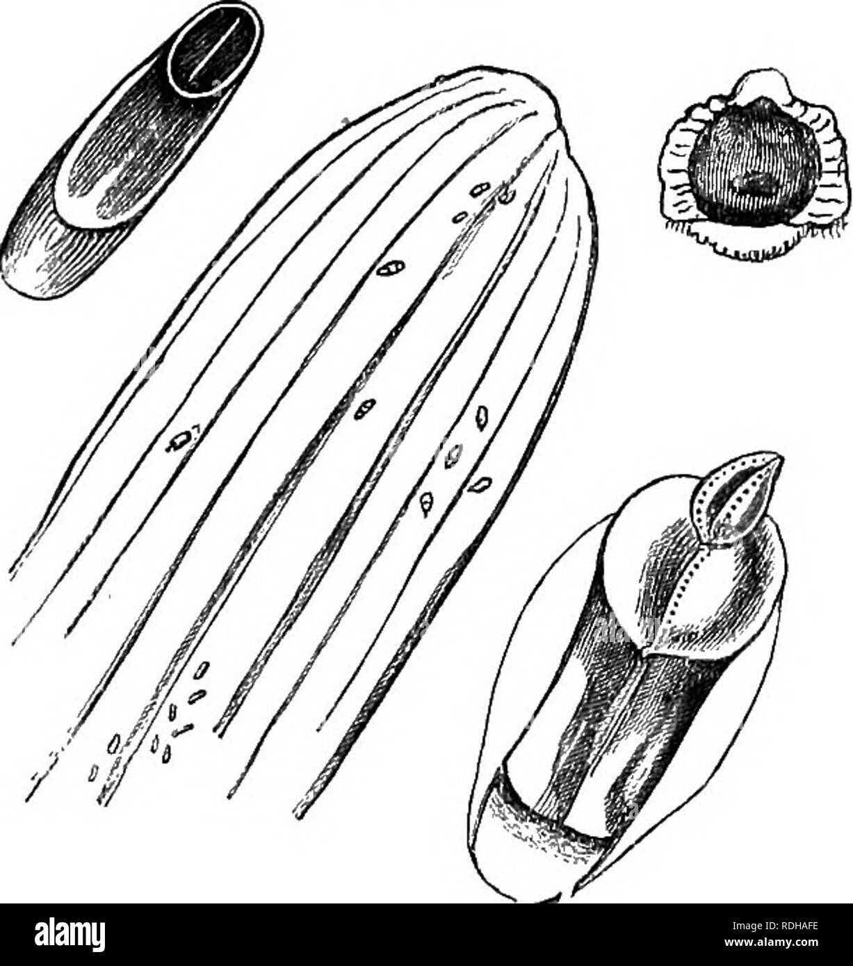 . Das Buch der Garten. Im Garten arbeiten. 824 offenen Blüte - Garten. Die Pine-apple scale{Coccus bromelice) infests, dass Obst unter schlechten Anbau. (Aspidiotus echinocacti Bouche.) - Das Weibchen sehr ähnelt A. nerii, nur dass das Schild ist mehr länglich, und einer dunkleren Farbe; das Männchen ist orange oder gelb, die Puppe linear, in Pulverform mit Grauen, und doppelt zerfurcht. Wie der Name schon sagt, ist es auf der oactus Echino gefunden - und auch auf den meisten anderen der Kaktus Stamm. Da es unter den Stacheln und in der tiefen Winkel der Pflanzen eingebettet, dessen Zerstörung ist schwierig. Die Dämpfe der eine Brutstätte der stabilen m Stockfoto