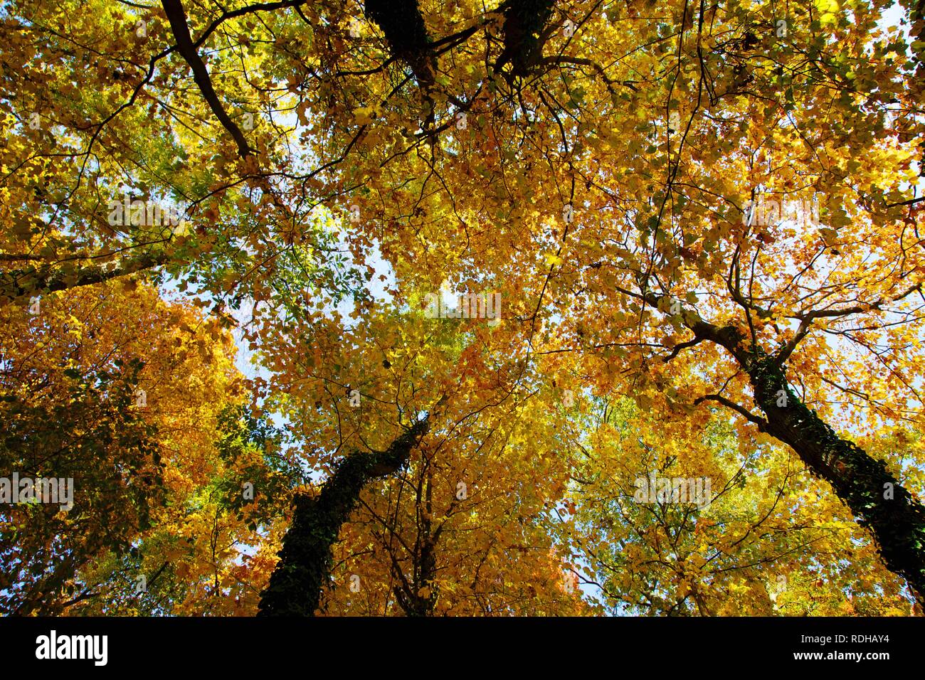 Vertikale Ansicht der Herbstfarben Stockfoto