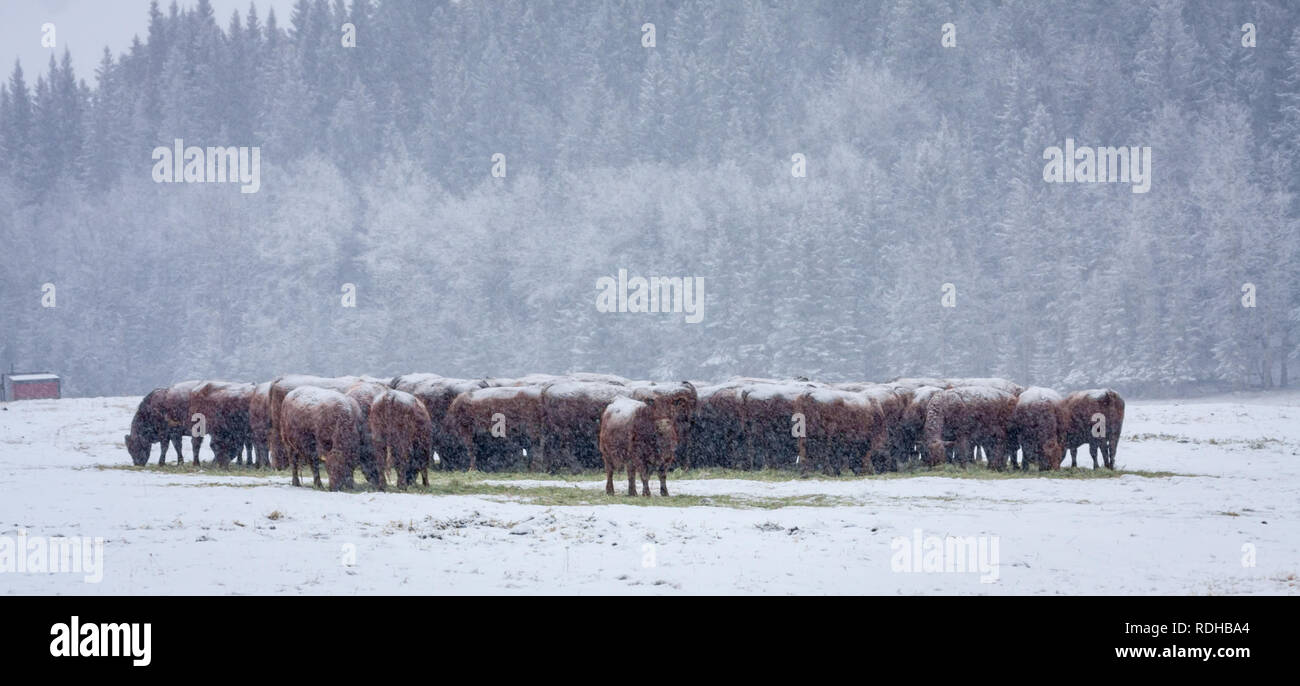 Vieh eng zusammenstehen, wie sie in kalten, schneereichen Winter Tag in den Ausläufern des südlichen Alberta, in der Nähe der kanadischen Rockies. Stockfoto
