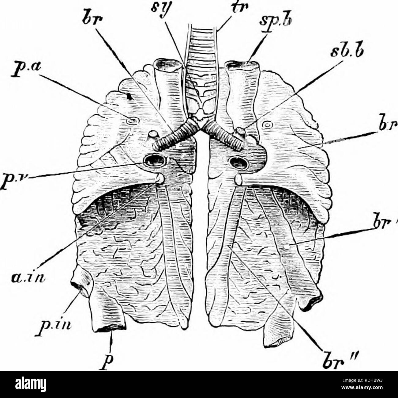 . Elemente der Zoologie, der Feld- und Laborstudie der Tiere zu begleiten. Zoologie. 386 ZOOLCX^T vergrößert und große Bereiche des Körpers einnehmen und auch Kom- municate mit die Hohlräume der t). Diese Luft - sacs dienen nicht nur der sijccific Schwere der Körper zu vermindern, Ijut auch als Reservoire für die Gezeiten Luft erhalten. Von diesen Stauseen einige der Luft ist zweifellos durch die l absorbiert) lood und andere Flüssigkeiten des Körpers; aber die Reservoirs sind jieriodically durch die Luft entleert - Rohr, wie das Terminal sacs in unserer eigenen Lungen. Organe und Funktionen der Giroguthaben. - Das Herz ist Co Stockfoto