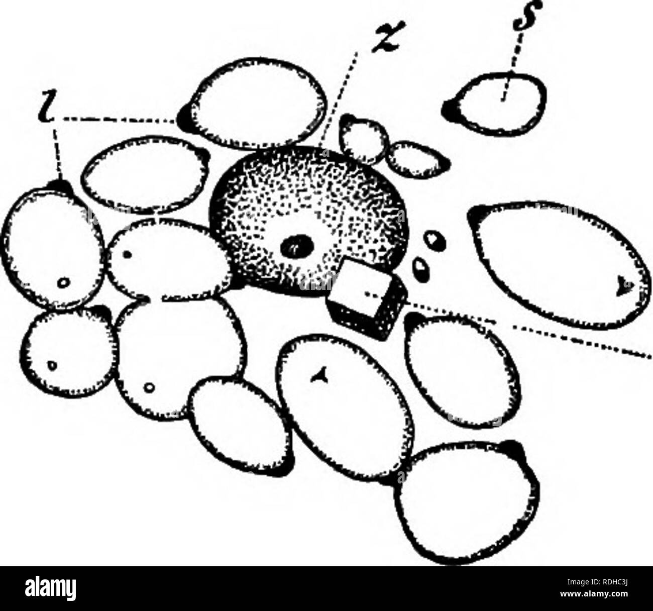 . Umrisse des pflanzlichen Lebens: mit besonderem Bezug auf Form und Funktion. Botanik. D^*Abb. 2. Abb. 3. Abb. 2. eine Zelle aus dem Inneren des Blattes des OAT, zeigt seine Mauer, und einige Einschlüsse des Protoplasma, z, den Kern; c, die chloroplasten; o, eine Öl-drop. Mag-nified ca. 1000 Durchm. - Nach Zimmermann. Abb. 3.-Teil der Inhalt der Zelle eines inneren Zelle der weißen Kartoffel, z, Nucleus; j, stärke Körner, die jeweils von einem leucoplast, /, die immer noch auf eine Seite des Korntanks befestigt ist gebildet worden; ein, KRISTALLOIDE. Vergrößerte etwa 1000 Durchm. - Nach Zimmermann. Durch das Protoplasma gebildet. In grün Stockfoto