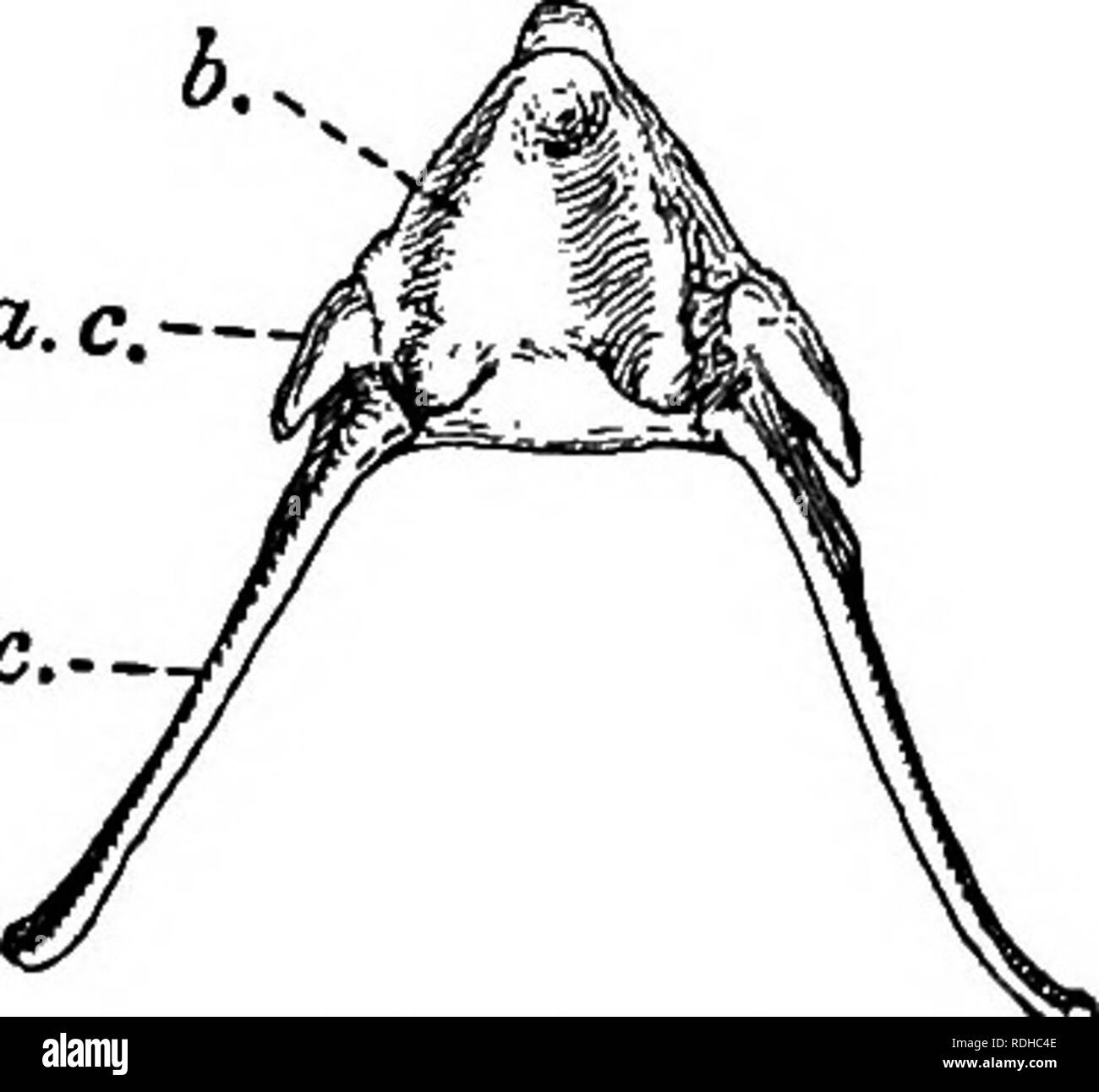 Foramen Rotundum Stockfotos und bilder Kaufen Alamy