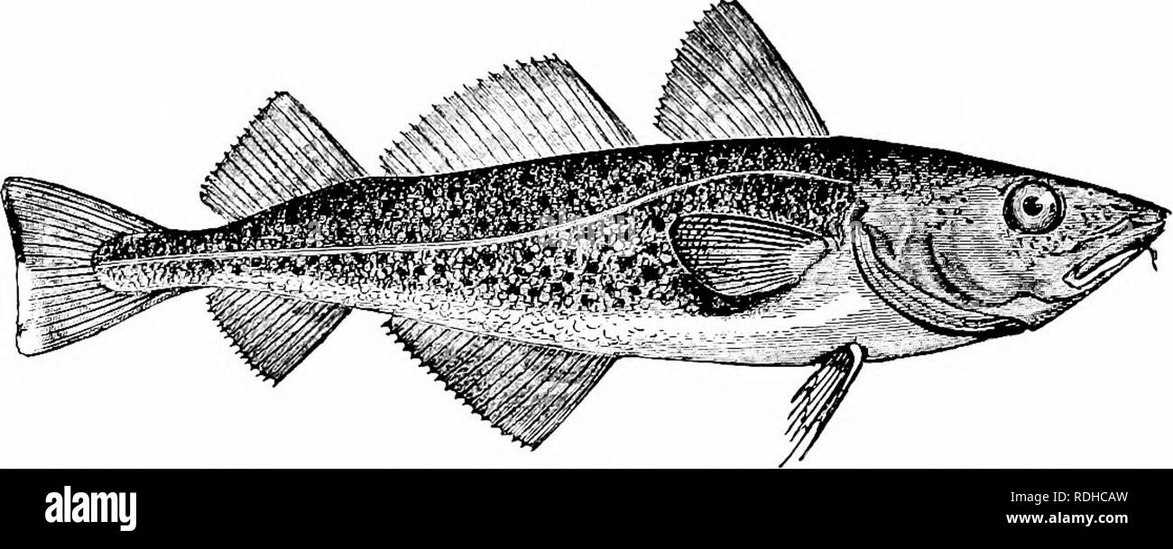 . Elemente der Zoologie, der Feld- und Laborstudie der Tiere zu begleiten. Zoologie. 316 Zoologie ist unter den Pflanzen der Stream erbaut und besteht aus einer kurzen Zylinder, durch die horizontale Hohlraum, von denen die Fische liegen können, während er seine Eier Einlagen. Das Männchen bewacht das Nest. Abb. 296. - Gadus morrhua, der Kabeljau. Über ein Siebtel Nat. Größe. Nach dem Lagerhalter. und ist polygam, d. h. befruchtet in einem Nest Die Eier von verschiedenen Frauen (Abbn. 294, 29,5). Den Dorschen, zu den wich- tigsten Lebensmittel Fisch, haben bauchflossen, ohne Stacheln, und Gelenkwelle fin-Strahlen, gut entwickelt. Stockfoto