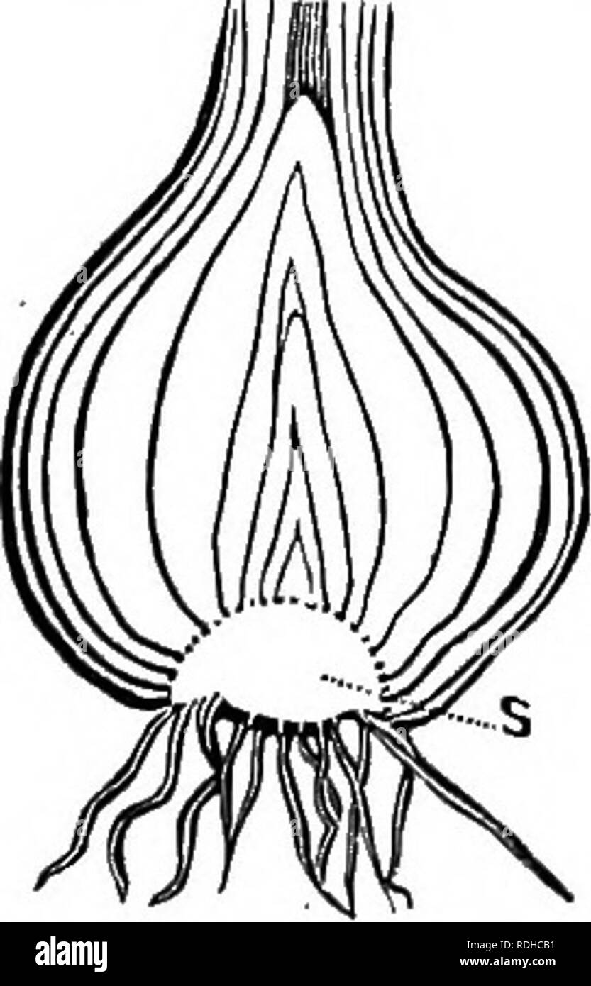 . Botanik für Akademien und Hochschulen: bestehend aus der Entwicklung und Struktur von Algen zu Clematis. Botanik; 1889. Über. 93. - Flachs Teufelszwirn (CSucu/aBpai-num) auf Klee; fls. ein Cluster. 151. Die Lampe ist eine unterdrückte Keller stammen, mit vielen Teilnehmern, mit fleischigen Blättern, die in Form von Schuppen oder der Schichten. Die Lilie Birne ist Schuppig. Die Zwiebel (Abb. 94) ist Tunicated, oder beschichteten (L. Tunica, Mantel); der zentrale Teil, der die Stammzellen halbkugelförmige ist. Jede Skala der Lilie, oder Tunika (Mantel) der Zwiebel, kann pi-oduce eine Knospe oder einer Glühlampe in der Achsel. 152. Die Knolle ist Lampe - wie, mit vielen Teilnehmern, Stockfoto