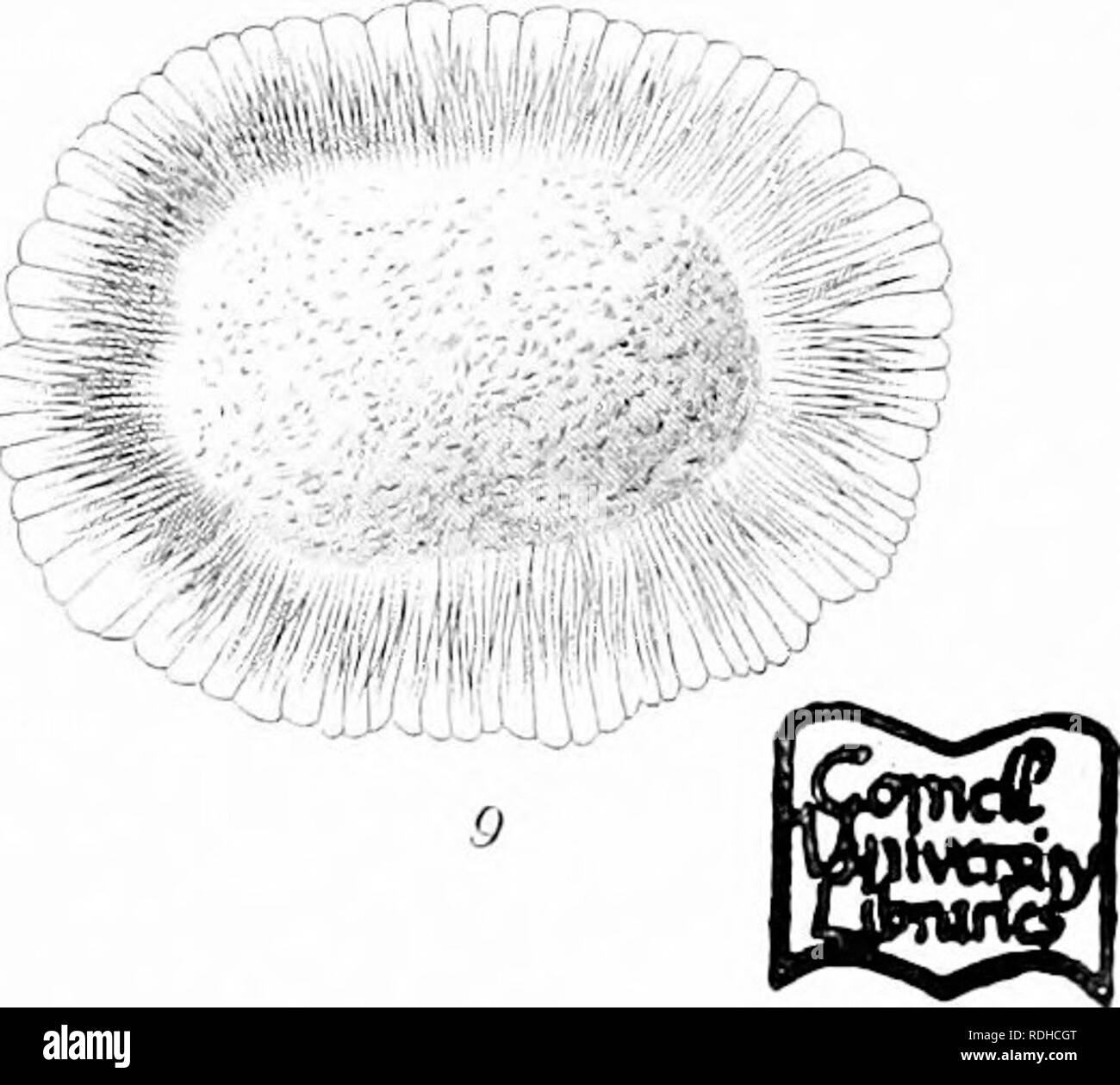 . Icones plantarum formosanarum Nec nicht et contributiones ad floram formosanam; oder, Icones der Pflanzen von Formosa, und Materialien, die für die Flora der Insel, basierend auf einer Studie der Sammlungen des Botanischen Umfrage der Regierung von Formosa. Botanik. F Hayami. del Ylto. sculp.. Bitte beachten Sie, dass diese Bilder sind von der gescannten Seite Bilder, die digital für die Lesbarkeit verbessert haben mögen - Färbung und Aussehen dieser Abbildungen können nicht perfekt dem Original ähneln. extrahiert. Hayata, Bunzo?; Taiwan. Shokusankyoku. Wurde, Pub. Durch das Büro der produzierenden Industrie, Gove Stockfoto