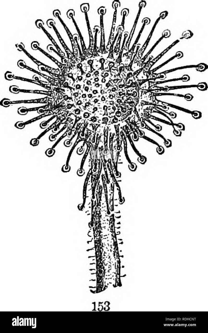 . Physiologische Botanik; I. Umrisse der Histologie der phaenogamous Pflanzen. Ii. Pflanzliche Physiologie. Pflanzenphysiologie; Pflanze Anatomie. DROSEEA EOTUNDIFOLIA. 339 Die Struktur und das Amt der Spezial-zwischensohle und verdauungsfördernde appara - tus sind jetzt b - für die folgenden Beispiele: - 889 dargestellt werden. Drosera rotundifolia, oder Runde-leaved Sonnentau, wächst, die reichlich im nördlichen Torfmoore und in Sand mit Gemüse gemischt - Tabelle Form, sowohl in der Alten Welt und der Neuen. Die Anlage verfügt über ein Paar (4 bis 12) Blätter, in einem flachen Büschel an der Basis der Blüte - Stiel angeordnet und verengten an der Basis in behaarte Blattstiele. Th Stockfoto