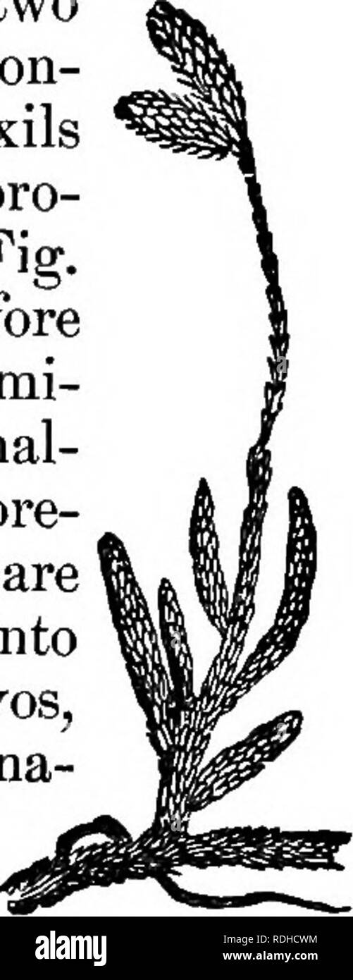 . Botanik für Akademien und Hochschulen: bestehend aus der Entwicklung und Struktur von Algen zu Clematis. Botanik; 1889. 40 akademische Botanik.. die Arbor Vitce, Zedern und Kiefern; Sie sind deshalb berufen, Boden Kiefern. Ihre Sporen sind von zwei Arten, wie die des Marsilea; sie sind Con-in Spore wörtlich - Fällen wliich wachsen in den Achseln der Blätter, die besondere Kegel bilden. Die pro-thallus Hier ist eine bloße vegetativen Zelle (Abb. 41, A); es ist in der macrospore gesehen, bevor die Keimung (A, über der Linie d); in germi-Nation die Wurzel - Haare Feder aus diesem prothal-lus; unterhalb der Linie d ist der perisp Stockfoto