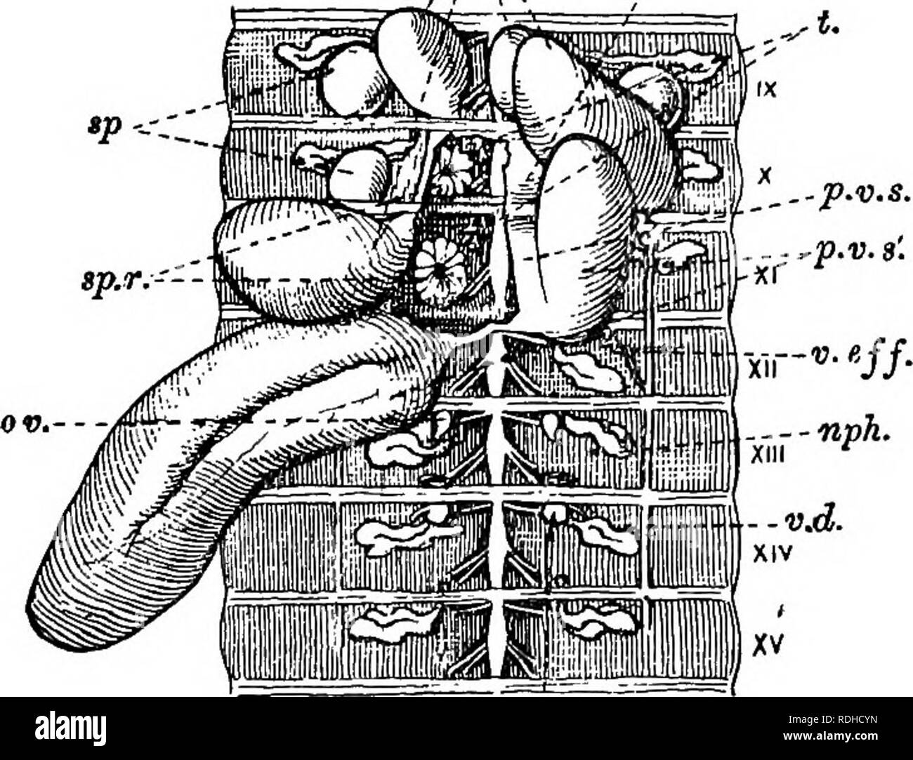 Ein Handbuch Der Elementaren Zoologie Zoologie Annelida Der Regenwurm Nereis 229 Worm Zusammen Eine Nut In Die Spermathecse Des Anderen Nach Der Die Wurmer Trennen Die Eier Werden In Einem Kokon
