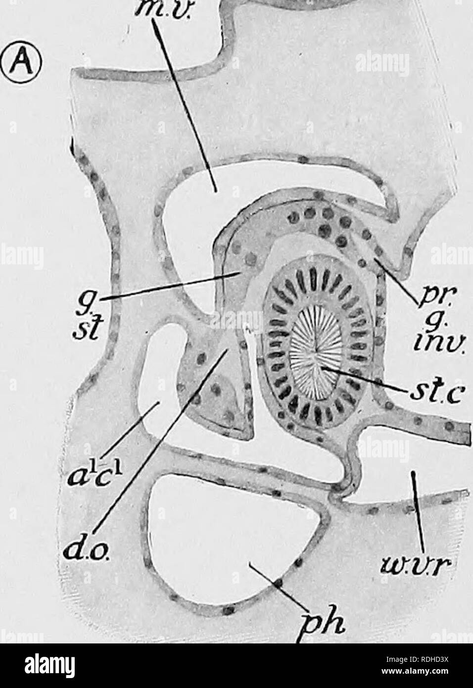 . Lehrbuch der Embryologie. Embryologie. 480 INVEKTEBEATA CHAP. Platten, aus denen das Skelett einer Crinoid, deren Wert wird geprüft werden, wenn wir die Entwicklung eines Crinoid betrachten. Der Ursprung der Geschlechtsorgane ist sehr seltsam. Über die Zeit, die die Metamorphose ist abgeschlossen, eine eigenartige Falten erscheint in der Wand der axialen Sinus, die gegen die hinteren linken, mu grenzt. uxur abs © Gang g^^ si: Mu. Bitte beachten Sie, dass diese Bilder extrahiert werden aus der gescannten Seite Bilder, die digital haben für die Lesbarkeit verbessert - Färbung und Aussehen dieser Abbildungen können n Stockfoto