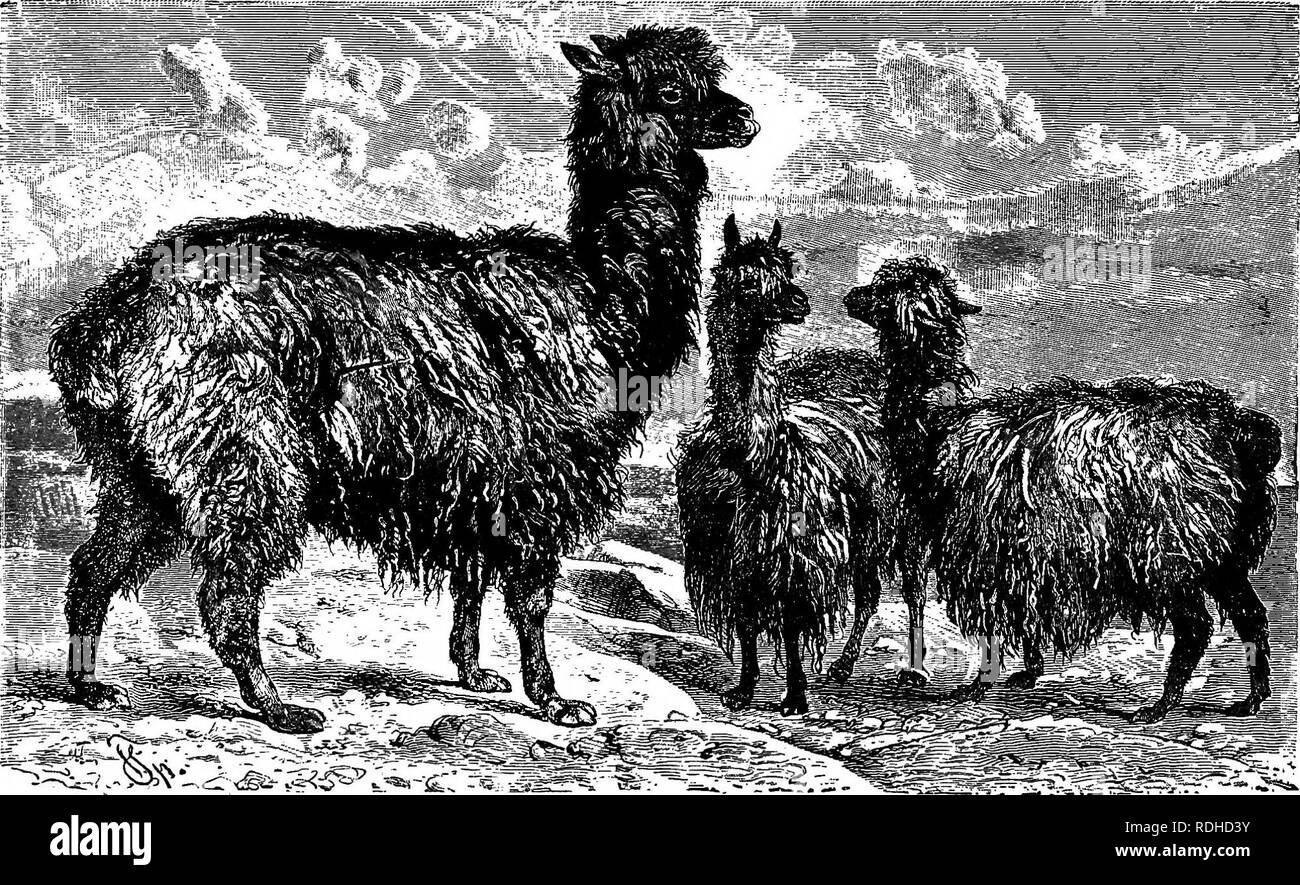 . Die Tiere der Welt. Brehm das Leben der Tiere;. Säugetiere. 446 DIE HUFTIERE. Das Lama von Meyen schätzt die Bedeutung der großen Wert auf die das Lama der Peruaner als gleichberechtigte Peruaner. Die Rentiere auf die Lap-Lander. Die Tiere sind auf dem Tisch gehalten - landet in riesigen Herden. Alle Arten von Lamas produzieren bei einer Geburt nur einen einzigen Jungen ein, die durch die Mütter der meisten Arten für ungefähr vier Monate gesäugt, und für einen Zeitraum etwas mehr von den Frauen der Llama Arten. Die gleiche Naturforscher informiert uns, dass die Bedeutung und auch der Preis der Llama Stockfoto