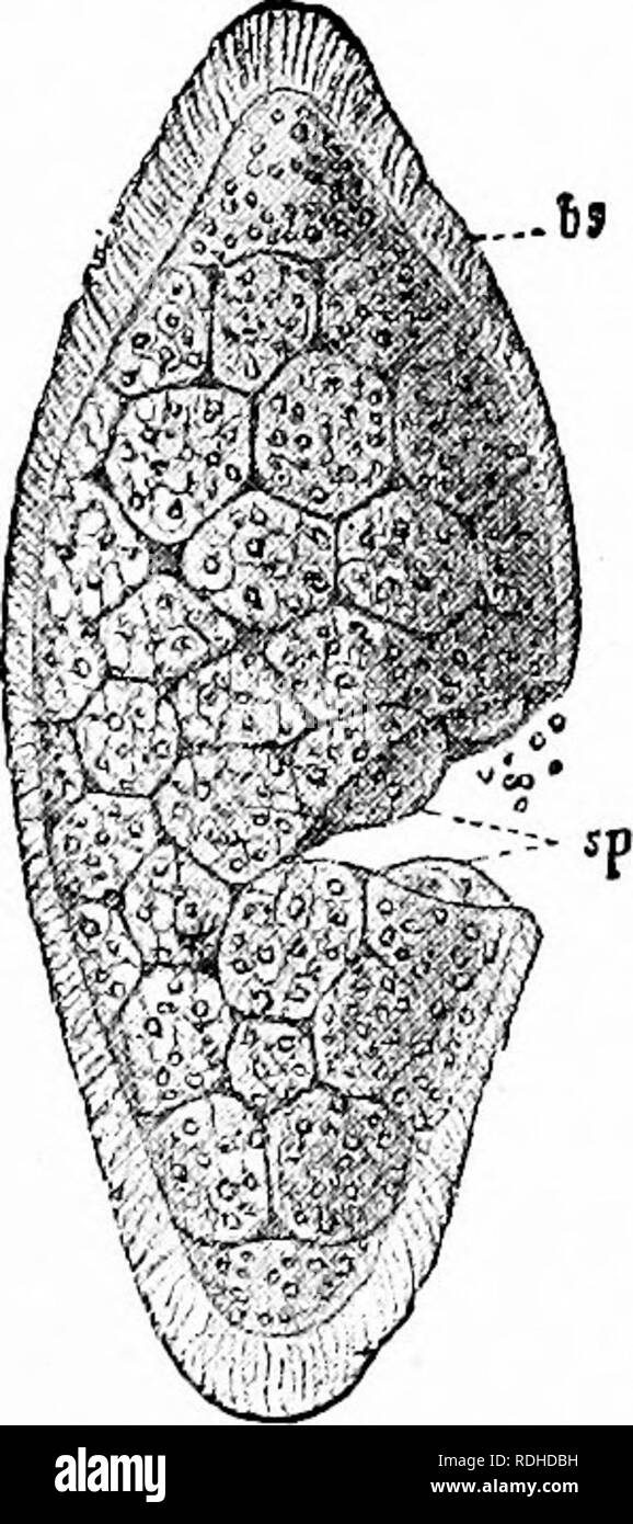 . Ein Handbuch der Zoologie. Zoologie. Iv. 191 Die CILIATA Myxosporida