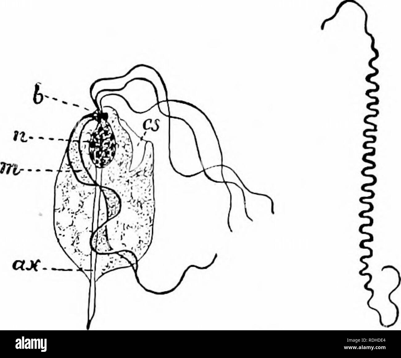 . Ein Handbuch der Zoologie. Zoologie. Abb. 140. Abb. 141. Abb. 142. Abb. 140.--lamblia-inlesiinalis (aitei Giassi). Die vorderen und seitlichen Blick, h, Kern. Abb. 141.- Trichomonas batrachoriim (nach dobell). Ax, axiale Rod; cs, cytostome; b, blepharoplast; m, undulating Membrane; n, Kern. Abb. 142.- SpirochcEta githago (nach Schaudinn). macrogametes geworden und andere bilden acht microgametes. Makro- und microgametes im Darm der Mücken vereinen, Culex pipiens, zu einer Zygote (ookinete), die zu einem großen multinucleate Körper (Bild wächst. 139, a-c). Von dieser, zusammen mit der Bildung einer residualen Bo Stockfoto