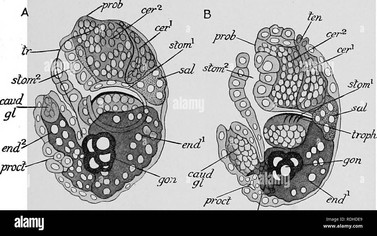 . Lehrbuch der Embryologie. Embryologie. XIII EOTIFEEA 425 dorsalen Seite des Fußes, einem hohlen Einstülpung der Ektoderm angezeigt, dies ist der proctodaeum, das ist das Rudiment des Anus und Hind-gut. "Wir haben bereits gesehen, dass die behindern endodermalen Rudiment im Fuß enthalten ist, aber vor dem Anus wird gebildet, es beginnt mit einer soliden terminal Einstülpung der Ektoderm, dem Rudiment des Fußes Drüse verdrängt zu werden. In der folgenden Periode der Entwicklung der Leiter Region Unter - geht komplizierte Entwicklungen. Der Rüssel ist verbogen nach ventral. Zwischen ihm und dem cuticular Streifen, erwähnt ab Stockfoto
