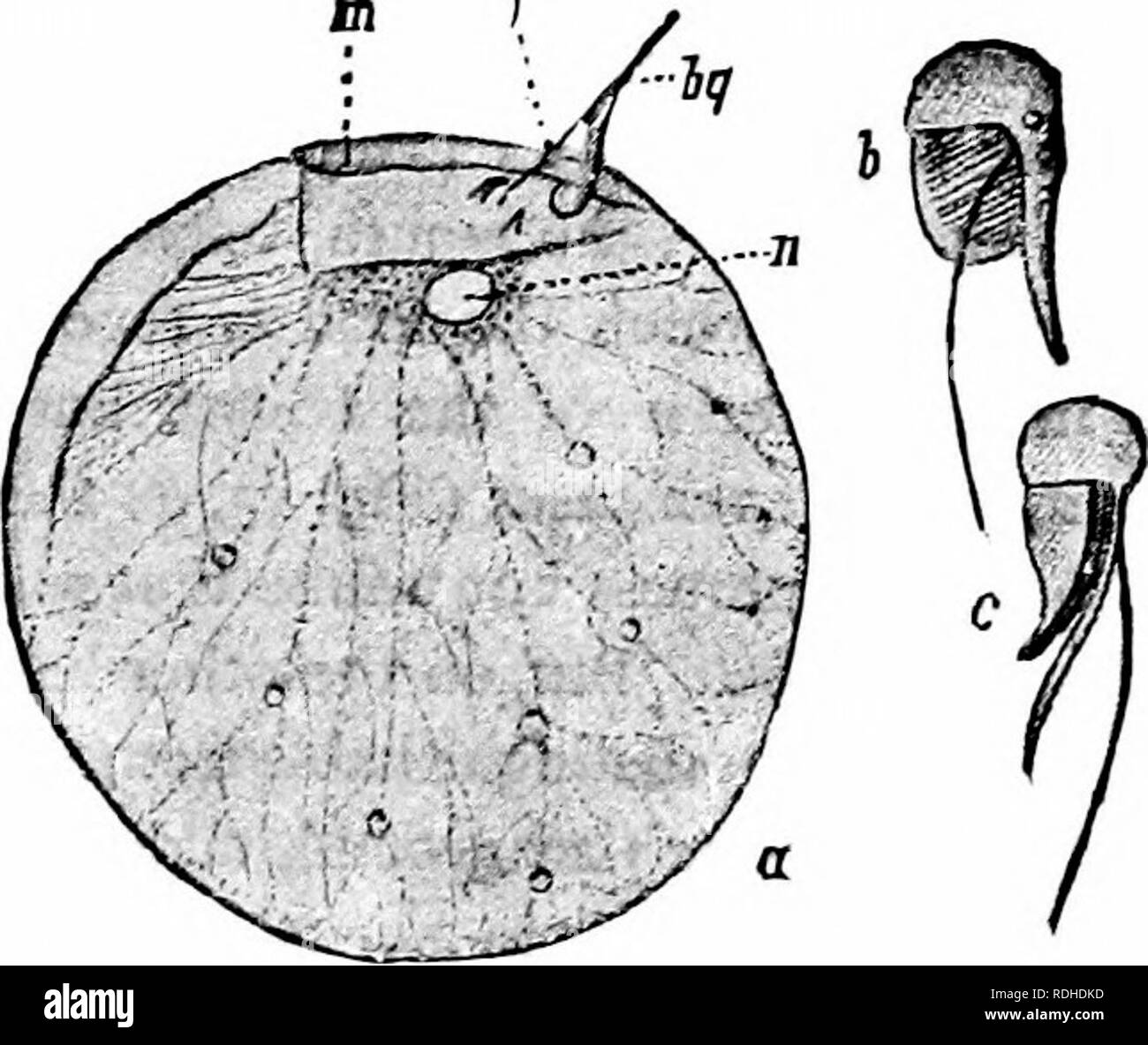 . Ein Handbuch der Zoologie. Stamm PROTOZOEN 4' quer Nut, die vollständig den Körper umgibt; die ehemaligen allein wirkt als Organ der Fortbewegung, Letztere liegt gewöhnlich in der Nut und führt die wellenförmigen Bewegungen. Noctiluca (Cystoflagellata) (Abb. 16), welches ist das größte Mitglied der Klasse, die etwa einen halben Millimeter im Durchmesser, hat zwei Geißeln, von denen einer in bemerkenswerter Weise verändert wird. Der Körper der Noctiluca ist kugelig, mit einer Gaumenspalte entlang einer Seite, so dass es eine Miniatur Pfirsich ähnelt. Von dieser Quellen eine sehr große und stout Flagellum f'â â Lq. Abb. 16. Â Noctiluc Stockfoto