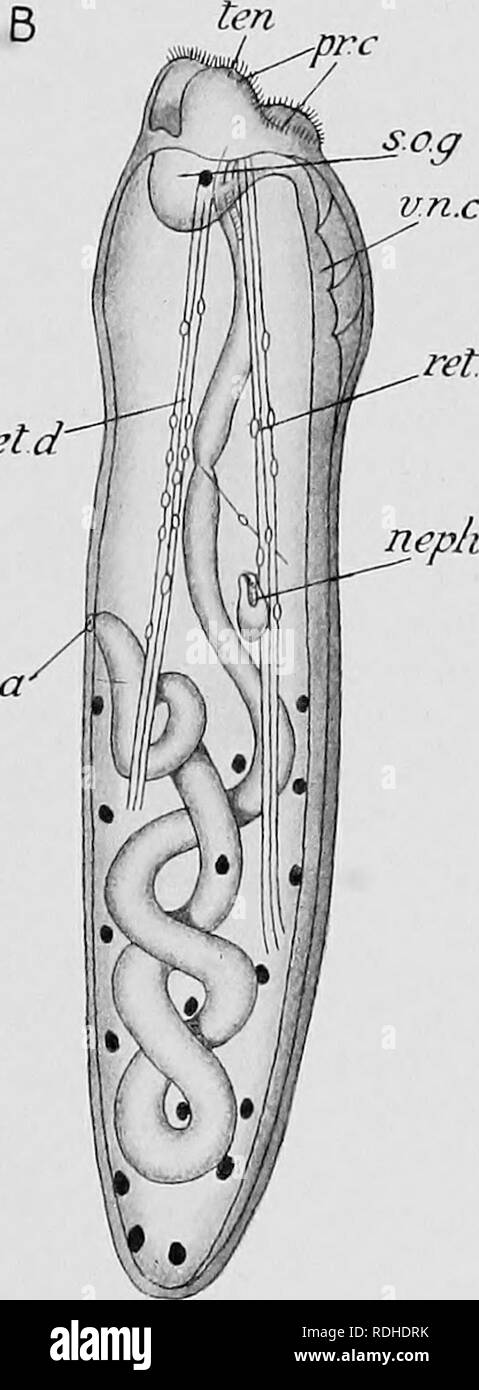 . Lehrbuch der Embryologie. Embryologie. ret. v Neph retd: Ta. 307.- Youug Exemplare der Ditia cidn Plijt^^ (jouldii nach der Metamorphose. (Nach Gerould.) EIN, junge Schnecke 6 1/2 Tage alt. B, younjA "Worm 30 Tage alt. Buchstaben wie in der obigen Abbildung. In ad-A usgabe: nf!]&gt; Li, nephridinm; 10 rid^ e-Lil^e outgrowtli von prostomium, auf denen ciliated Tentakel Der adidt erscheinen.. Beide Arten von Phascolosoma dann ein Kreis von Haken um die Basis der introvertierte entwickeln; diese können noch immer wie Minute gemacht werden Haken in der Erwachsenen S. vulgare, sondern in F. gouldii sie völlig dis - erscheinen. Th Stockfoto