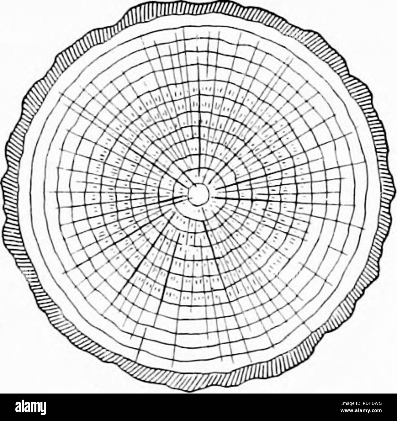 . Elementare Holzbearbeitung. Holzarbeiten; Bäume. Holz 59. Abb. 72. Ende anmelden, die Jahresringe und Medul-lary Strahlen von exaTnining Ende ein Protokoll können wir lernen viel über das Leben des Baumes. Es besteht aus einer Reihe von unregelmässigen Ringe gemacht und der Linien strahlenförmig von der Mitte und läuft in fast gerader Linien in Richtung der Hark. Die Anzahl der Ringe erzählt uns das Alter des Baumes, als ein neuer Ring ist jedes Jahr hinzugefügt. Wie der Baum wächst, das alte Holz in der Nähe der Zentrum wird komprimiert und trocken und wird als hcartwood bekannt, während der Teil zwischen dem Herzen Holz und Rinde aufgerufen wird Si/pwood. In s Stockfoto