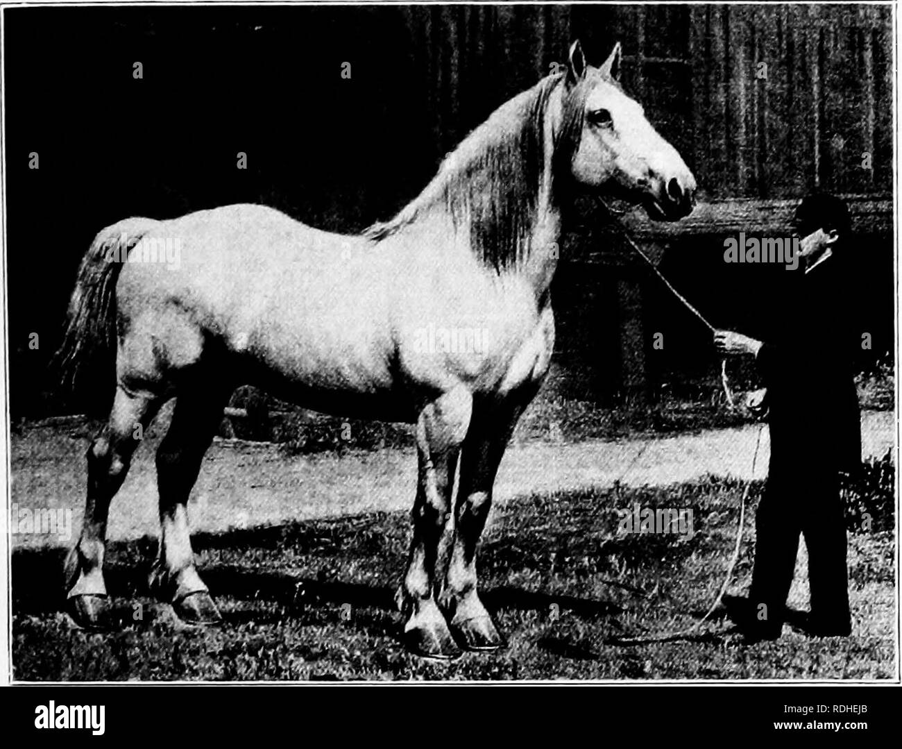 . Eine Geschichte der Percheron Pferd: mit bisher unveröffentlichten Daten über den Ursprung und die Entwicklung der modernen Art der schweren Zug, von authentischen Dokumenten, Aufzeichnungen und Manuskripte in den nationalen Archiven der französischen Regierung ausgearbeiteten, zusammen mit einer detaillierten Beschreibung der Einführung und Verbreitung der Rasse in den Vereinigten Staaten, auf die sich ein Symposium reflektiert die Ansichten der führenden zeitgenössischen Importeure und Züchter berühren die Auswahl, Fütterung und allgemeine Verwaltung der Hengste, Zuchtstuten und Fohlen angehängt wird. Percheron Pferd. PEKCHERON HENGST SLi Stockfoto