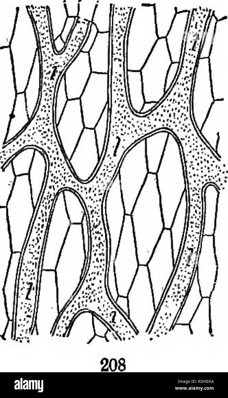 . Die Elemente der Botanik umarmen organography, Histologie, pflanzlichen Physiologie, Systematische Botanik und wirtschaftlichen Botanik ... zusammen mit Ein vollständiges Glossar der "Botanische Begriffe". Botanik. Rallye, als zähflüssig Ausscheidung von einigen Stielen, und den Nektar der Nektarien. ii 6. Sieb - Rohre (Abb. 209, Sie) sind Kanäle, die nicht Verholzen, farblos, in langen Abständen horizontal oder schräg Septen, die perfora-ted. Manchmal sind die seitlichen Wände sind an verschiedenen Stellen perforiert, und diese sind Sieb genannt - Discs. Durch die Perforation der proto-plasmic Inhalt der Zellen frei vereinigen. In vergitterten Stockfoto