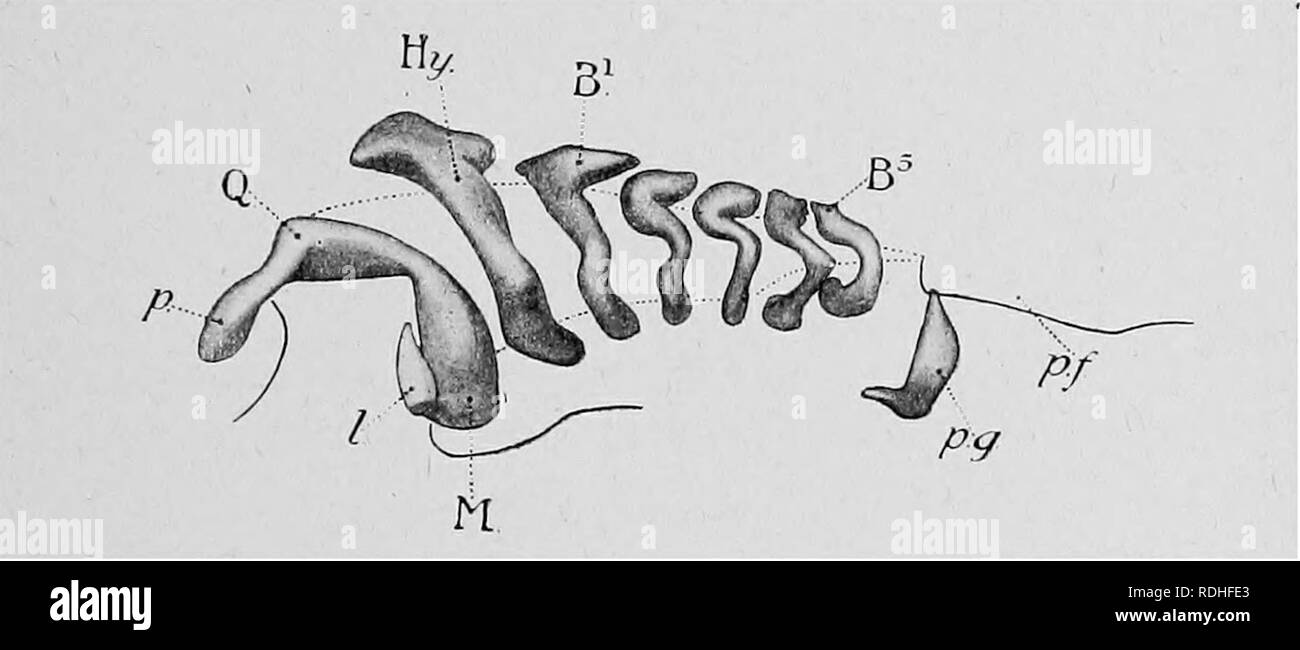 . Lehrbuch der Embryologie. Embryologie. Das Skelett 321 ähnliche Linien. In der Eeptiles und auch in Vögel die palato-ptery - der indonesischen Regierung Auswuchs wieder in Größe reduziert wird - im Zusammenhang mit der Tatsache, dass in der TETRAPOD Wirbeltiere der Zahn tragende Funktion der ursprünglichen Oberkiefer oder palato-Lateralis bar übernommen wurde durch den sekundären Oberkiefer aus Knochen wie der Oberkiefer und premaxilla. Knöcherne oder knöchernen Skelett Knochen, Knorpel, ist eine modifizierte Bindegewebe. In seiner typischen Form von Knorpel in den Fakten unterscheidet, dass seine Matrix Renditen gekocht wird eine größere proportio Stockfoto