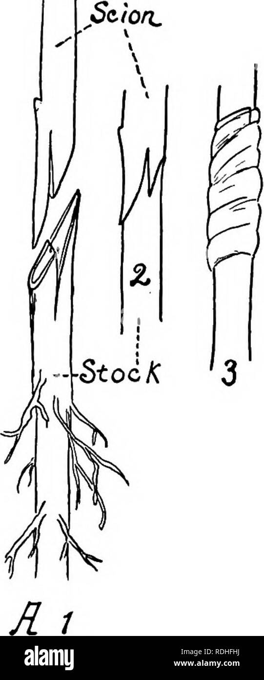 . Natur - Studie; ein Handbuch für Lehrer und Schüler. Die Natur studieren. Die SCHULE GARTEN 289 3 M Bedeutung zu veredeln. Es gibt viele unterschiedliche Formen der Veredelung. Einige der allgemeineren Methoden sind gegeben. Root Veredelung: Diese besteht aus wachsenden Auswahl scion Stengel oder tvi^ igs auf Hardy 1 Wurzeln. Die Bestände sind in der Regel aus Samen gezogen, und kann den in der Schule Baumschule angehoben werden oder kann bei leichten Lasten gekauft werden. Die Stecklinge werden im schlafenden Zustand in Winter schneiden, und in Sand in einem kühlen und feuchten bis pfropfung Zeit gehalten, in der Regel im März oder April. Lassen Sie die Kinder Zweige von Choi bringen Stockfoto