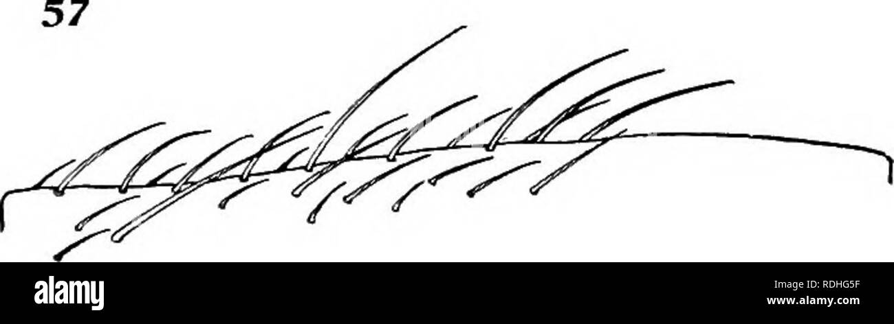 . Bericht der Kanadischen Arktis Expedition 1913-18. Wissenschaftliche Expeditionen. . Bitte beachten Sie, dass diese Bilder sind von der gescannten Seite Bilder, die digital für die Lesbarkeit verbessert haben mögen - Färbung und Aussehen dieser Abbildungen können nicht perfekt dem Original ähneln. extrahiert. Kanadische Arktis Expedition (1913-1918). Ottawa, F.A. Acland, Drucker zum König Stockfoto