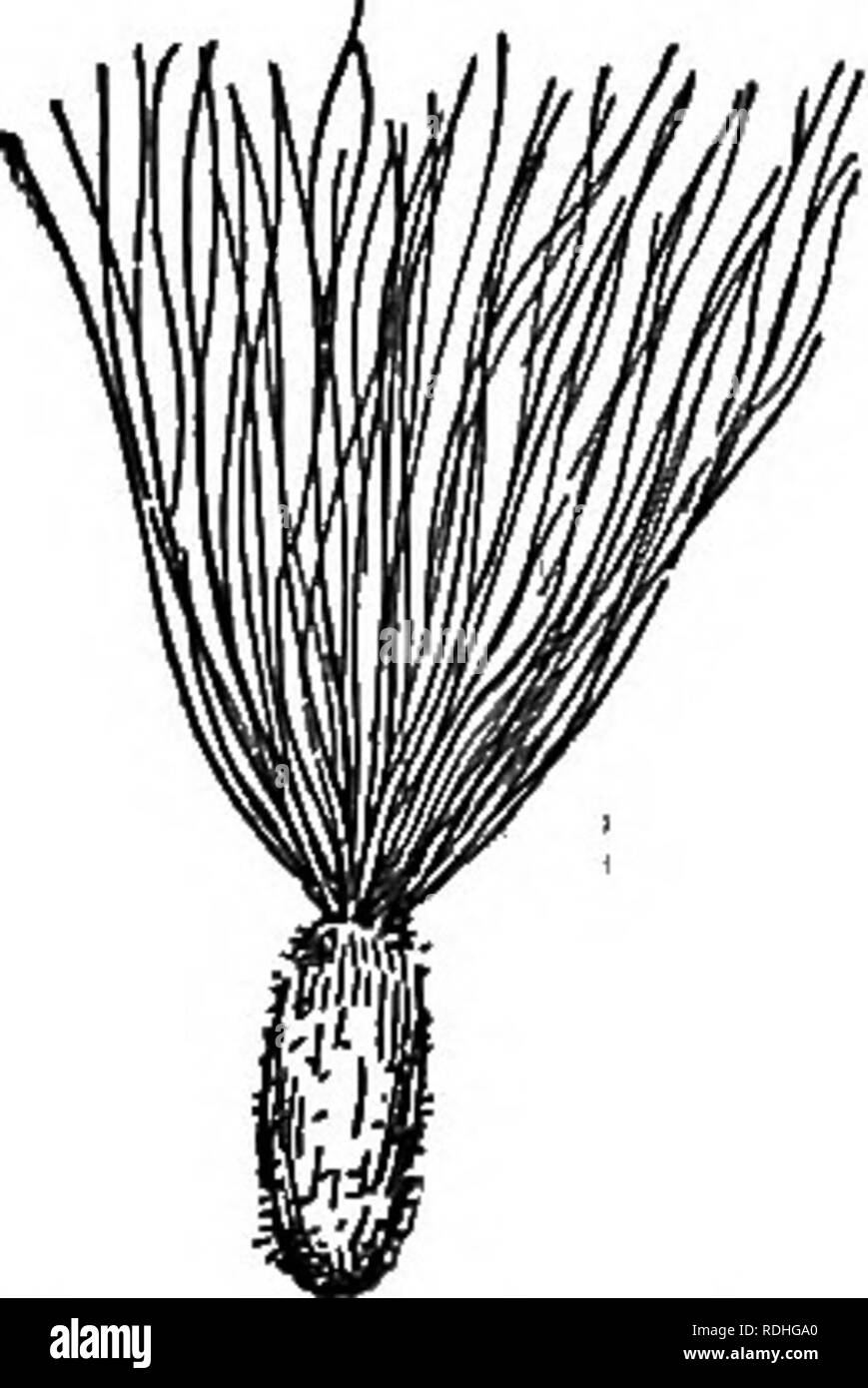. Elemente der Botanik. Botanik; Botanik. Die FRUCHT. 189 Es ist ein interessantes und etablierte Tatsache, dass sehr viele Vögel, besonders Bluejays, eine große Anzahl von Eicheln und Nüsse, die Sie später zu verbrauchen begraben, und, dass Sie einen erheblichen Teil dieser Ablagerungen unberührt. In dieser Weise eine große Anzahl von Bäumen pro Jahr gepflanzt werden. 228. Burs. - Eine große Klasse von Früchten ist durch die Anwesenheit von Haken an der äußeren Oberfläche geprägt. Diese sind manchmal heraus - Wucherungen aus dem Eierstock, manchmal aus dem Kelch, manchmal von einer Hülle. Ihr Büro ist die Frucht der Haare zu befestigen Stockfoto