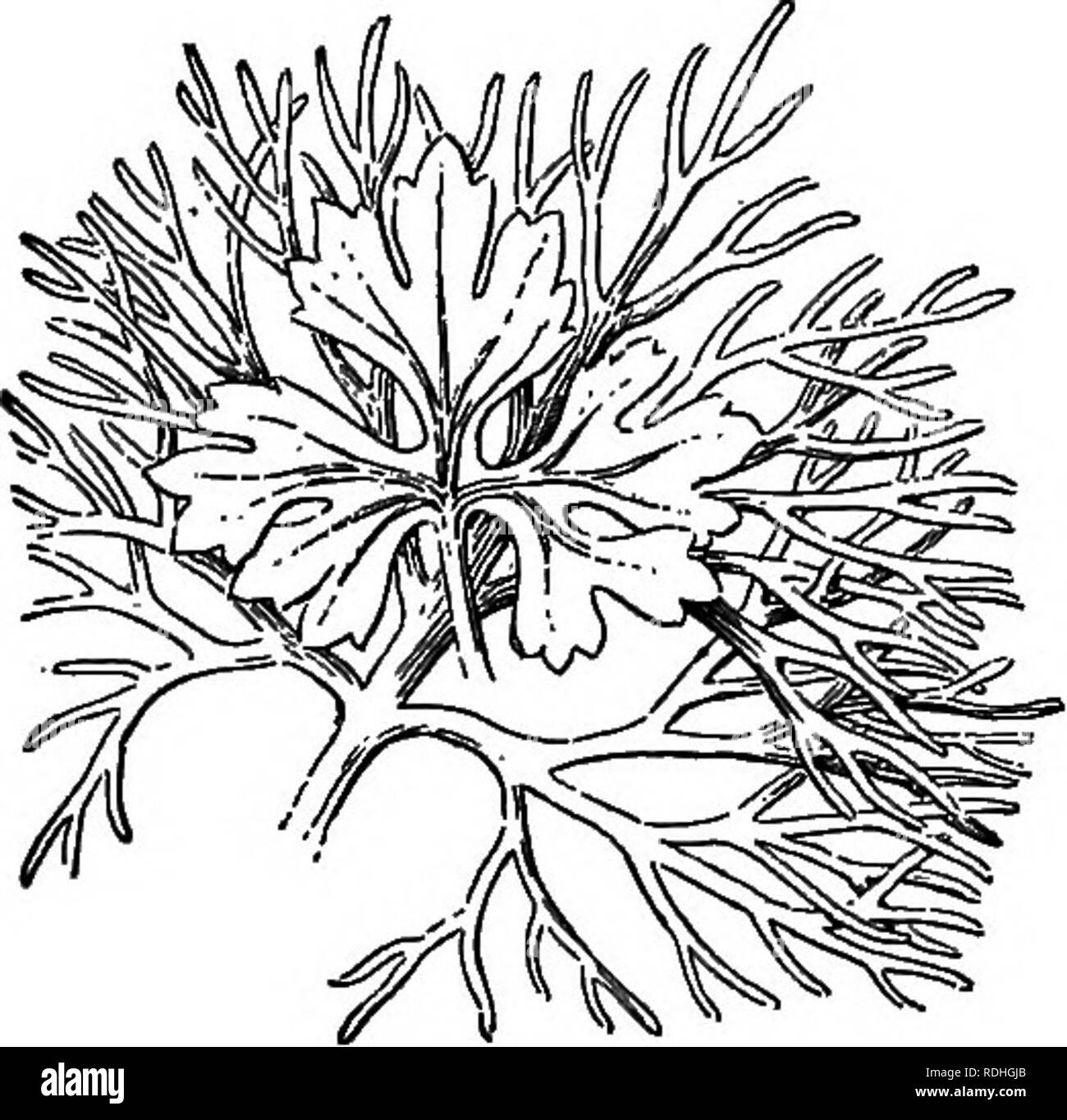 . Grundlagen der Botanik. Botanik; Botanik. Ökologie der Blätter 115 Blatt einer unbekannte Pflanze, ob es sich um eine alpine, eine Wüste, oder ein Meer Arten. Dies ist wegen der Bedeutung der Blätter bei der Entsorgung von Wasser in das Werk aufgenommen (Kapitel Xlli). 135. Blätter von Hydrophytes. - Nicht fast alle hydrophytes sind aquatics, aber einige lediglich bevorzugen sehr feuchtem Boden oder feuchte Luft. Der wahrhaft aquatischen Arten einige haben ihre Blätter vollständig eingetaucht; andere, wie die Ente - Unkraut und Teich - Lilien, haben ihnen schwebenden; und wieder andere, wie die seggen, der bur Schilf, Fsme-cat-Schwänze, und s. ickerel Unkräuter Stockfoto