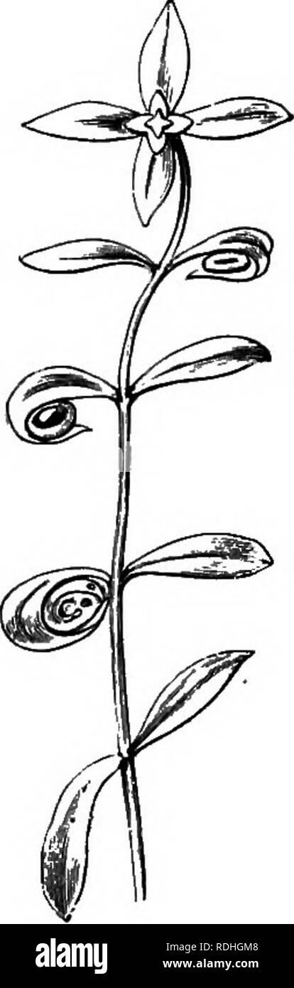 . Süßwasser-Aquarien: ihr Aufbau, Anordnung und Management, mit vollständigen Informationen über die besten Wasser - Pflanzen und Tiere gehalten werden, wie und wo Sie diese erhalten, und wie Sie in Gesundheit zu halten. Aquarien. Amphibien. 101 frühen Teil der Feder: Sie werden aU dann das Wasser zurück und haben ihre meisten strikLag Farben entwickelt, und im Fall der Männer, ihre Wappen. Molche nehmen Sie leicht zu einem Leben im Behälter; und, wenn Sie mit einer Insel, die richtige Verpflegung zur Verfügung gestellt werden, und geeignete Unkraut, das Weibchen wird bald ihre Eier zu legen. Während ihrer Brutzeit sie ein Stockfoto