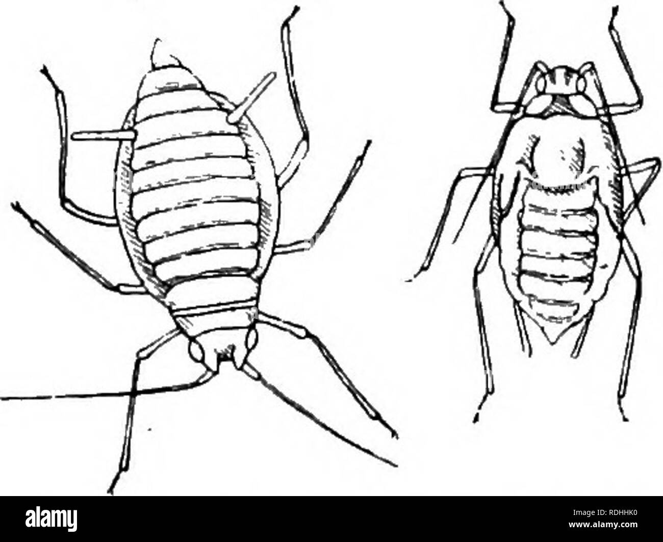 . Schädliche und nützliche Insekten; eine Einführung in das Studium der ökonomischen Entomologie. Insekten; nützliche Insekten und Schädlinge. Abb., 88. - Rübe aphis, vergrößert, (i) flügellos lebendgebärenden Weibchen; (2) Unreife geflügelte Form, mit Flügel - Grundlagen. Nach Buck Tonne. 154 Schädliche und nützliche Insekten lange, flexible langweilig Organ seine Weise durch die Zellen eines Blattes oder Schießen Werke, oft mit einem kurvigen Kurs zu vermeiden - impene trable Strukturen, und endlich, es kann sein, tippen Sie auf die Schiffe der weichen Bast. Andere Arten, aber fahren Sie mit dem Rüssel gerade in. Jeder wird angepasst die übliche Nahrung zu durchbohren - Stockfoto