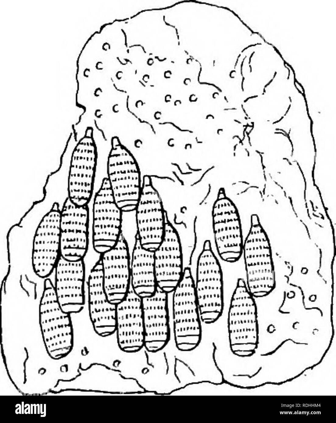 . Schädliche und nützliche Insekten; eine Einführung in das Studium der ökonomischen Entomologie. Insekten; nützliche Insekten und Schädlinge. Die BOT-FLY DES PFERDES 147 Abb. 83,- Larve von Bot-fliegen. einen Regenwurm bewegt sich durch den Garten - Schimmel, streckte ihren Körper, greifen mit den Stacheln, und dann die Erstellung der Segmente behindern. Wenn es erreicht das schleimige Futter im Magen, es dauert halt mit seinen Mund-Haken und ist dann sicher. Bots, die aus dem Magen eines toten Pferdes kriechen und fassen Sie mit großer easej sie können ihren Weg durch die lose Erde machen, oder sich die Haut der Hand befestigen. Wenn es Stockfoto