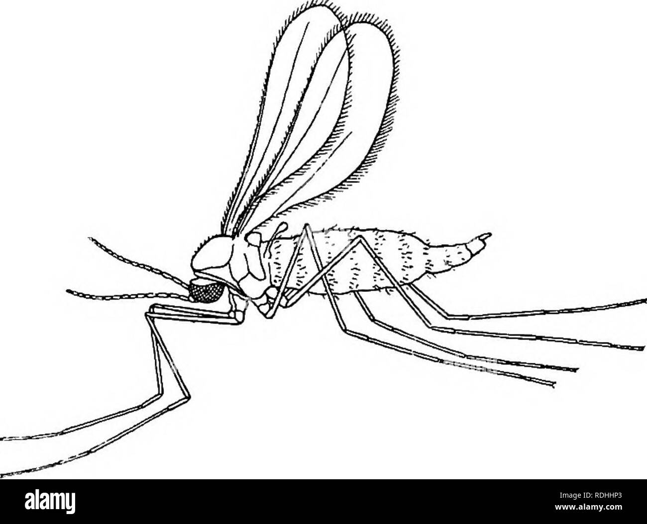 . Schädliche und nützliche Insekten; eine Einführung in das Studium der ökonomischen Entomologie. Insekten; nützliche Insekten und Schädlinge. Abb. 76.-Hessische-fliegen. X 10. wieder, und seine Art und Weise arbeiten. Für diese vorzubereiten, bringt er den Kopf, runde, bis es nach oben zeigt. Herr Enock ist der Ansicht, dass die zweigleisige Skala auf der Unterseite des prothorax seinen besonderen Einsatz in dieser Drehbewegung findet. Wenn alle. Bitte beachten Sie, dass diese Bilder aus gescannten Seite Bilder, die digital für die Lesbarkeit verbessert haben mögen - Färbung und Aussehen dieser Abbildungen können nicht Perfekt ähneln den oder extrahiert werden Stockfoto