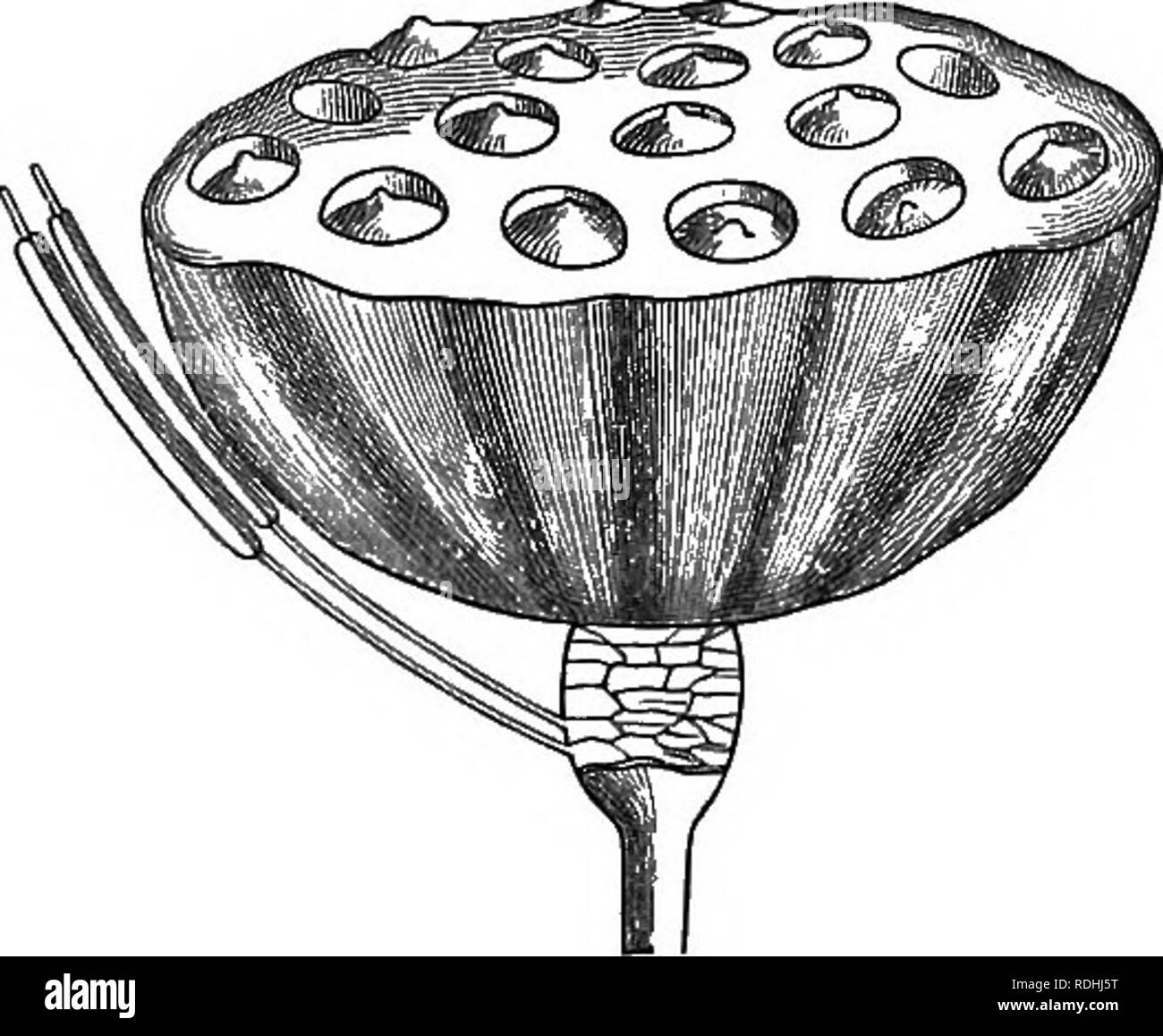 . Eine elementare Lehrbuch der Botanik, für die Verwendung von japanischen Studenten. Botanik. Die ANTHERE. Adnate. Anhang op Die anthere - j angeboren. (. Vielseitig. Richtung op die Anthere. - Das Gesicht der Staubbeutel ist in der Regel nach innen gedreht in Richtung der gynoecium, wie in der Abbildung. 68. Abb. 68.- Introrse antheren der Hasu. Schwein. 69.. Bitte beachten Sie, dass diese Bilder sind von der gescannten Seite Bilder, die digital für die Lesbarkeit verbessert haben mögen - Färbung und Aussehen dieser Abbildungen können nicht perfekt dem Original ähneln. extrahiert. Saida, Ko?Taro?, 1860-1924; Tokahashi, Akiomi, gemeinsamen Thema. Toky Stockfoto