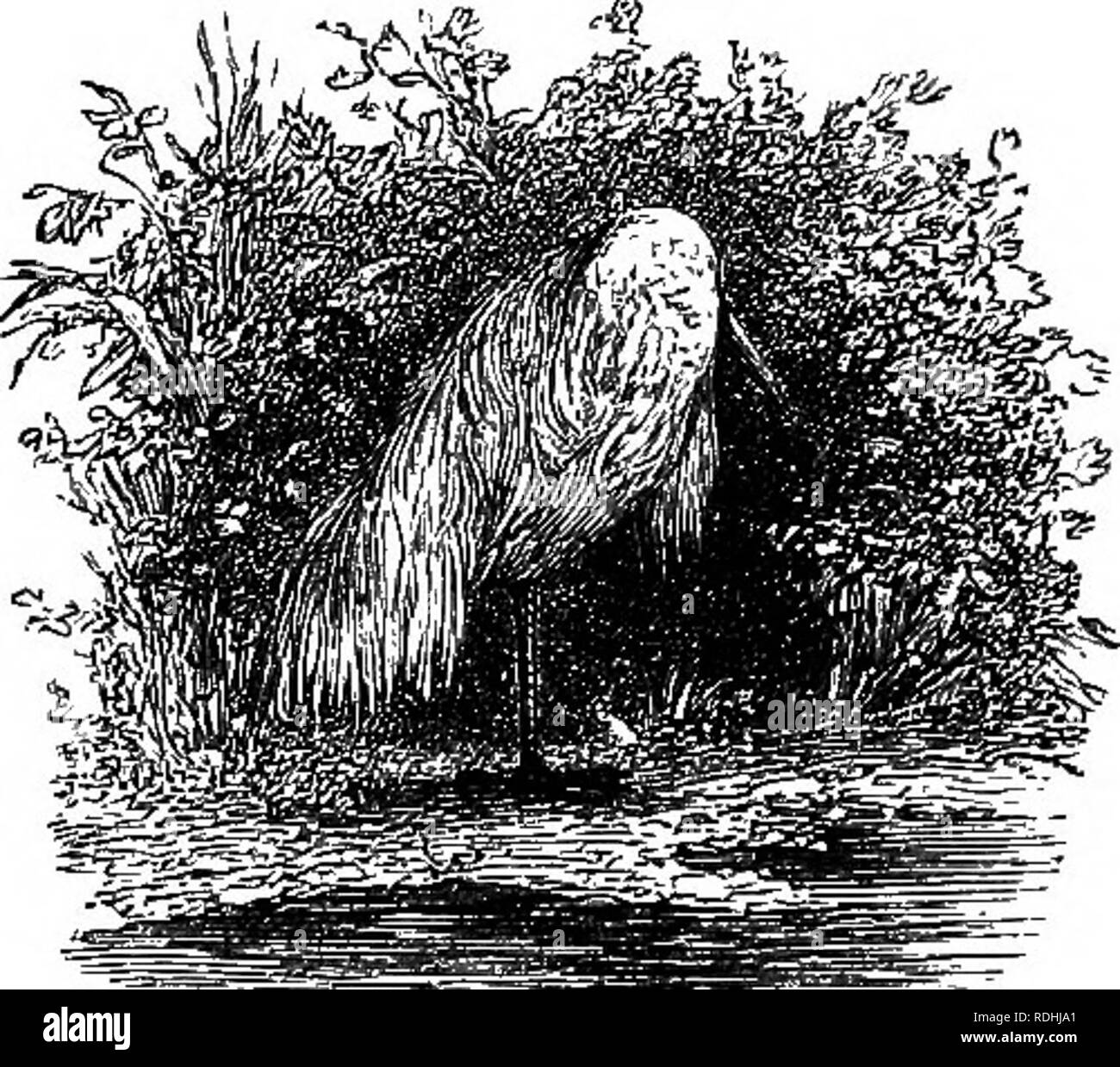 . Wanderungen in Südamerika, im Nordwesten der Vereinigten Staaten, und die Antillen, in den Jahren 1812, 1816, 1820, &Amp; 1824. Mit ursprünglichen Anweisungen für die perfekte Erhaltung der Vögel, etc., für Schränke der Naturgeschichte. Taxidermy; Zoologie. 406 ERLÄUTERNDE INDEX. In vielen Teilen von Guayana die Egret wird durch den Namen des Weißen Gauldin genannt. F. Abb., Wilde [Clusia alba). Fink, Bett-Leitung (wahrscheinlich Passerina gula/RIS). Firefly. âIn tropischen Amerika Es gibt so viele Lumi-nous Insekten, die von den volkstümlichen Namen der Firefly, dass keine besondere Spezies hier benannt werden kann. Die meisten von diesen, Stockfoto