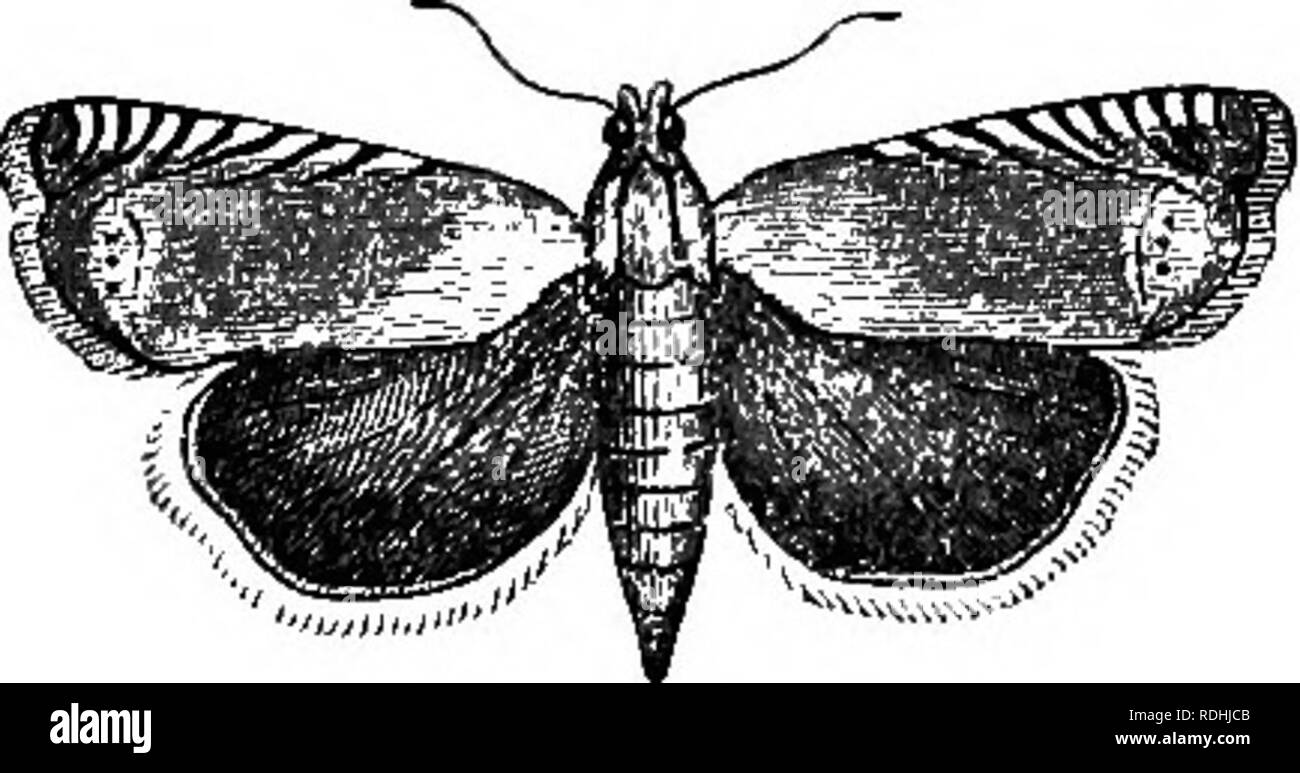 Das Buch Der Garten Im Garten Arbeiten Abietis Hvlobius Red