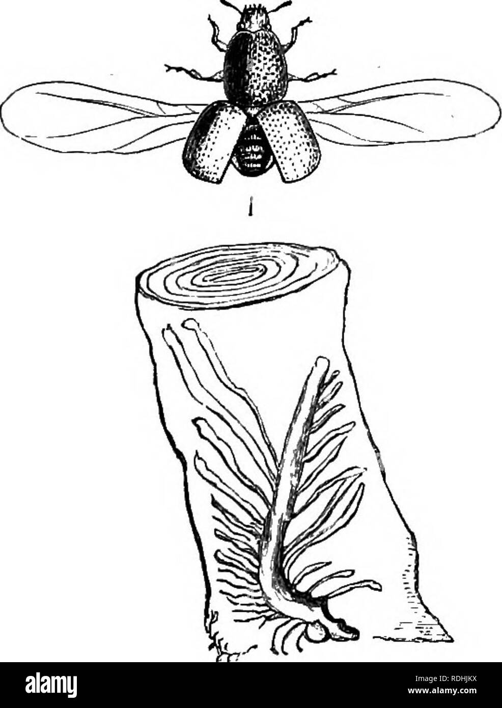. Das Buch der Garten. Im Garten arbeiten. 436 HARDY OBST GARTEN. Die Raupen, die so spät in ihre Eier nur selten an der Reife gelangen, wie die Frucht vom Baum vor, dass Zeit genommen wird.'' zu Di- minish dieses Insekt, die Gefallenen Äpfeln, sowie alle, die auf den Bäumen, die Symptome von in Maden in ihnen zeigen, sollten gesammelt und an die Schweine, oder anderweitig entsorgt werden. Die lose Rinde sollte auch jährlich aus den Stämmen und Ästen der Bäume; unter diesem die Motten haben viele ihre Eier abgelegt, und unter ihm die Puppe Spins ihren Kokon, aus dem die Sie Stockfoto