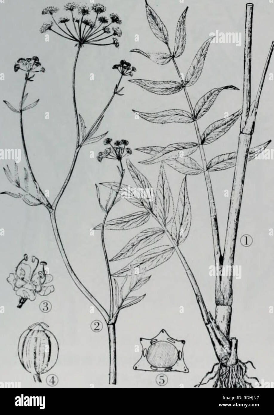 3 7cm Stockfotos Und Bilder Kaufen Alamy